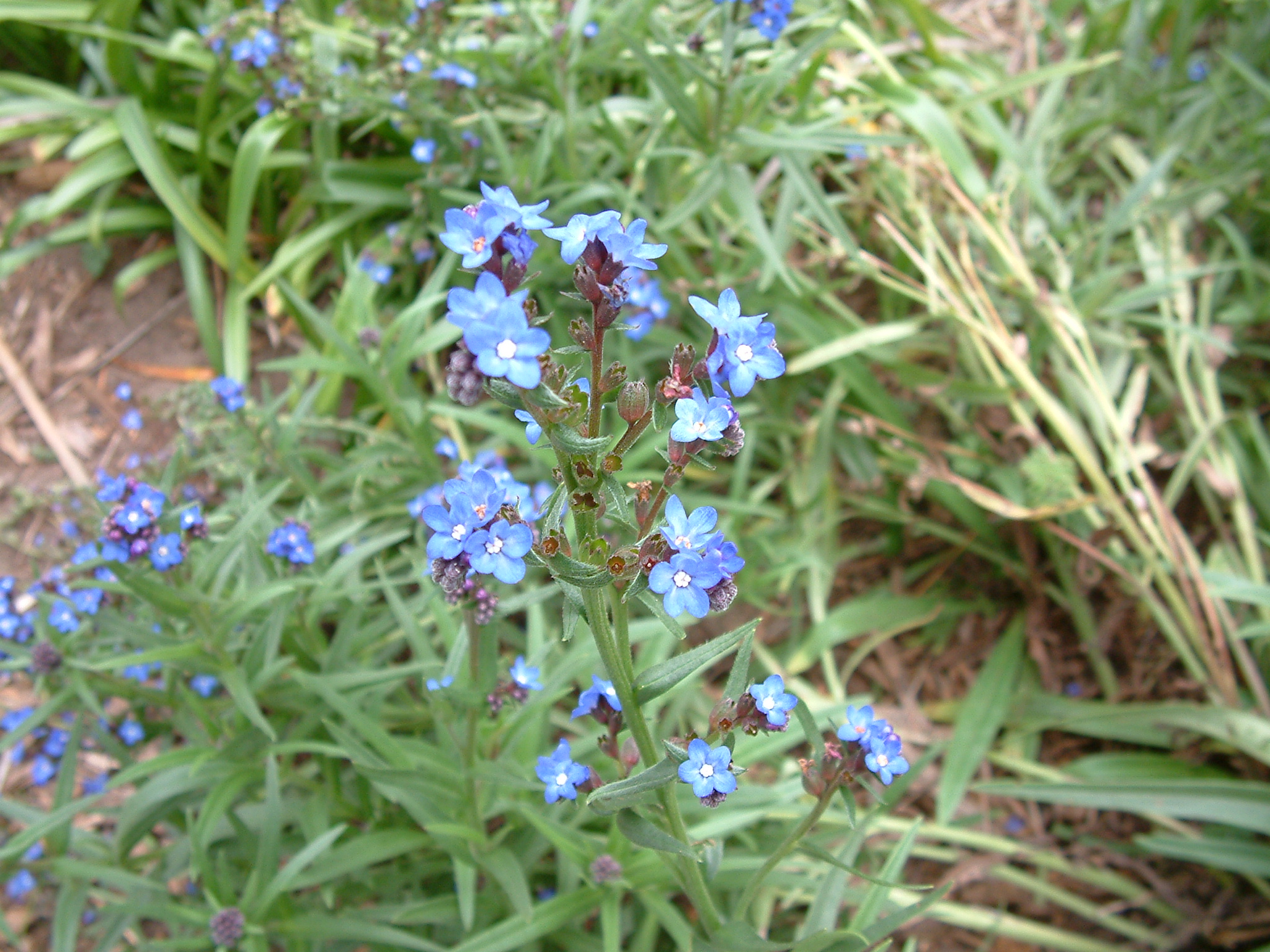 Summer forget-me-not (Anchusa)