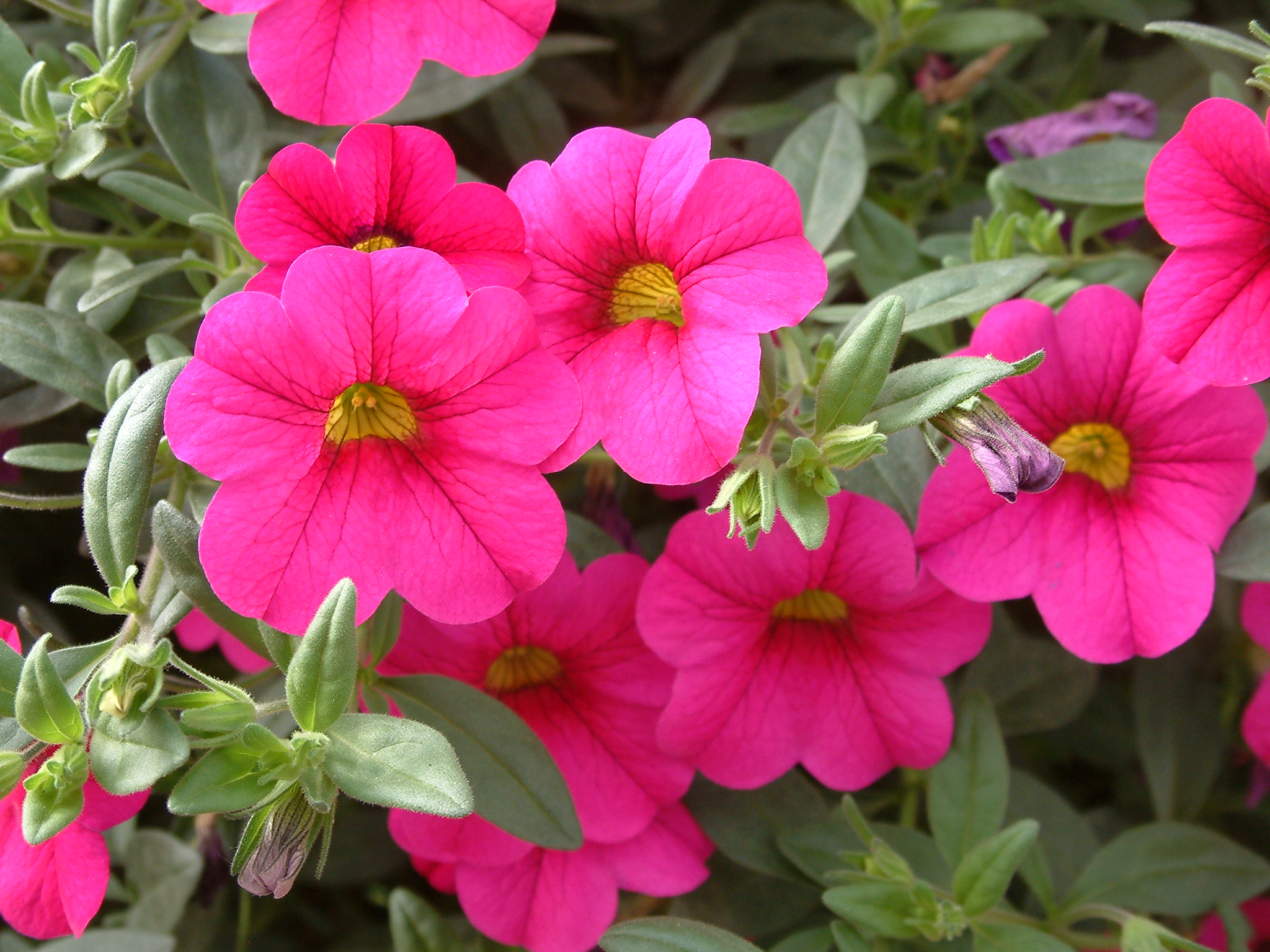 Calibrachoa 'Cherry Pink'