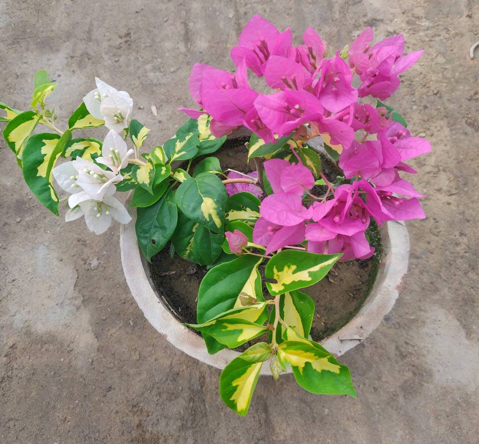 Bougainvillea spectabilis 'Variegata' - Bougainvillea Variegated Cultivars  | PlantMaster