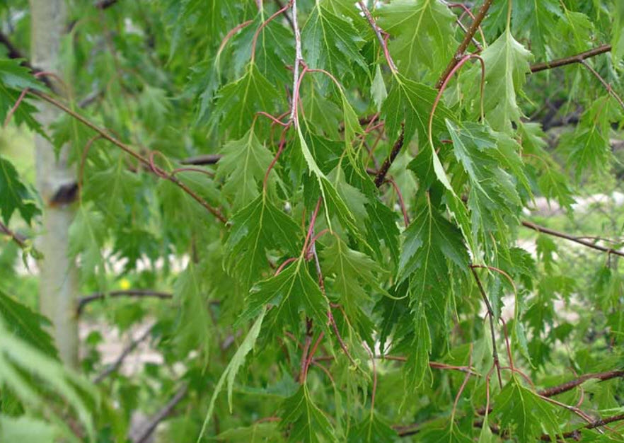 Bouleau Betula pendula laciniata seeds 100 Cutleaf Weeping Birch