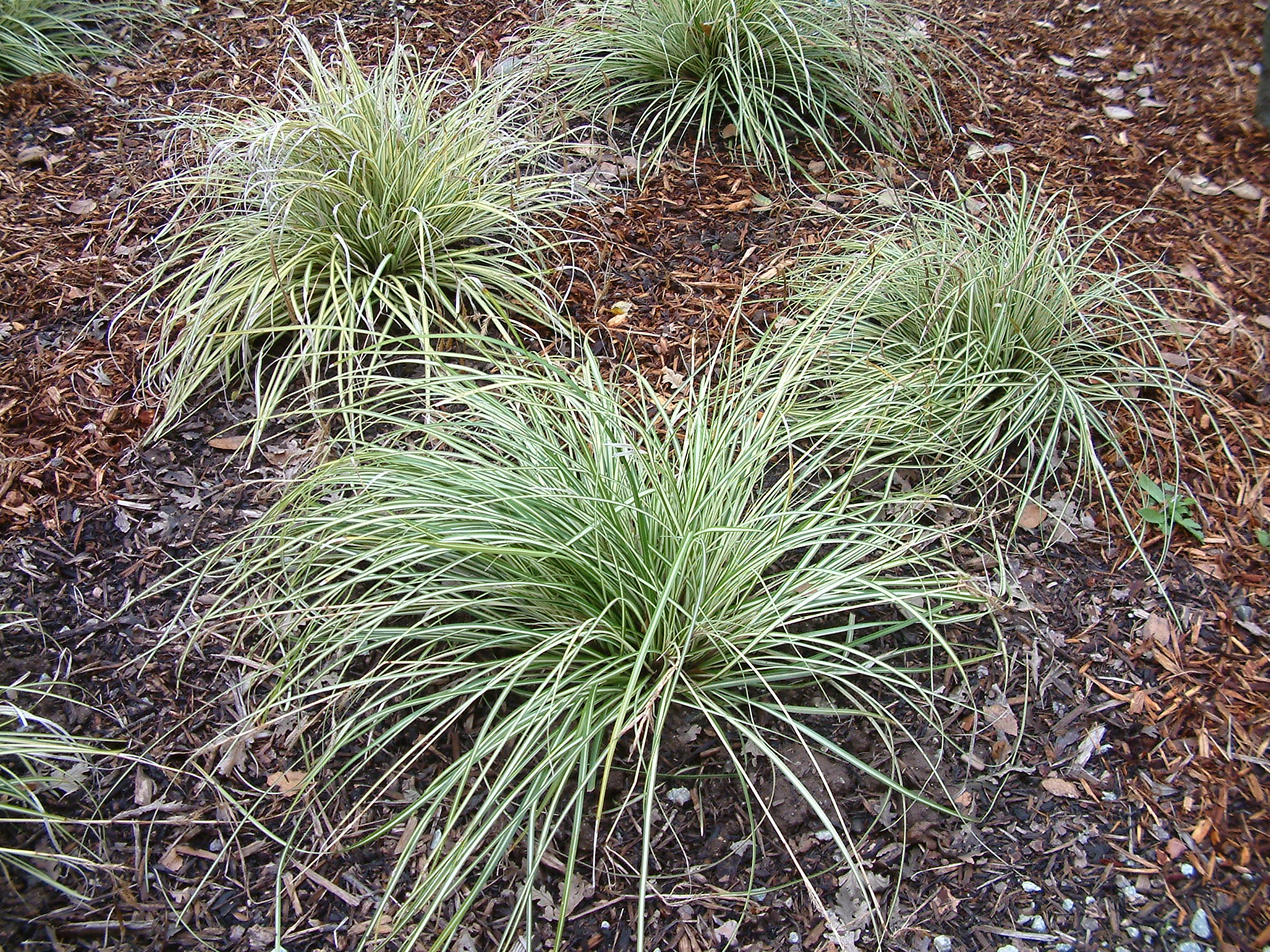 Осока Морроу (Carex morrowii )