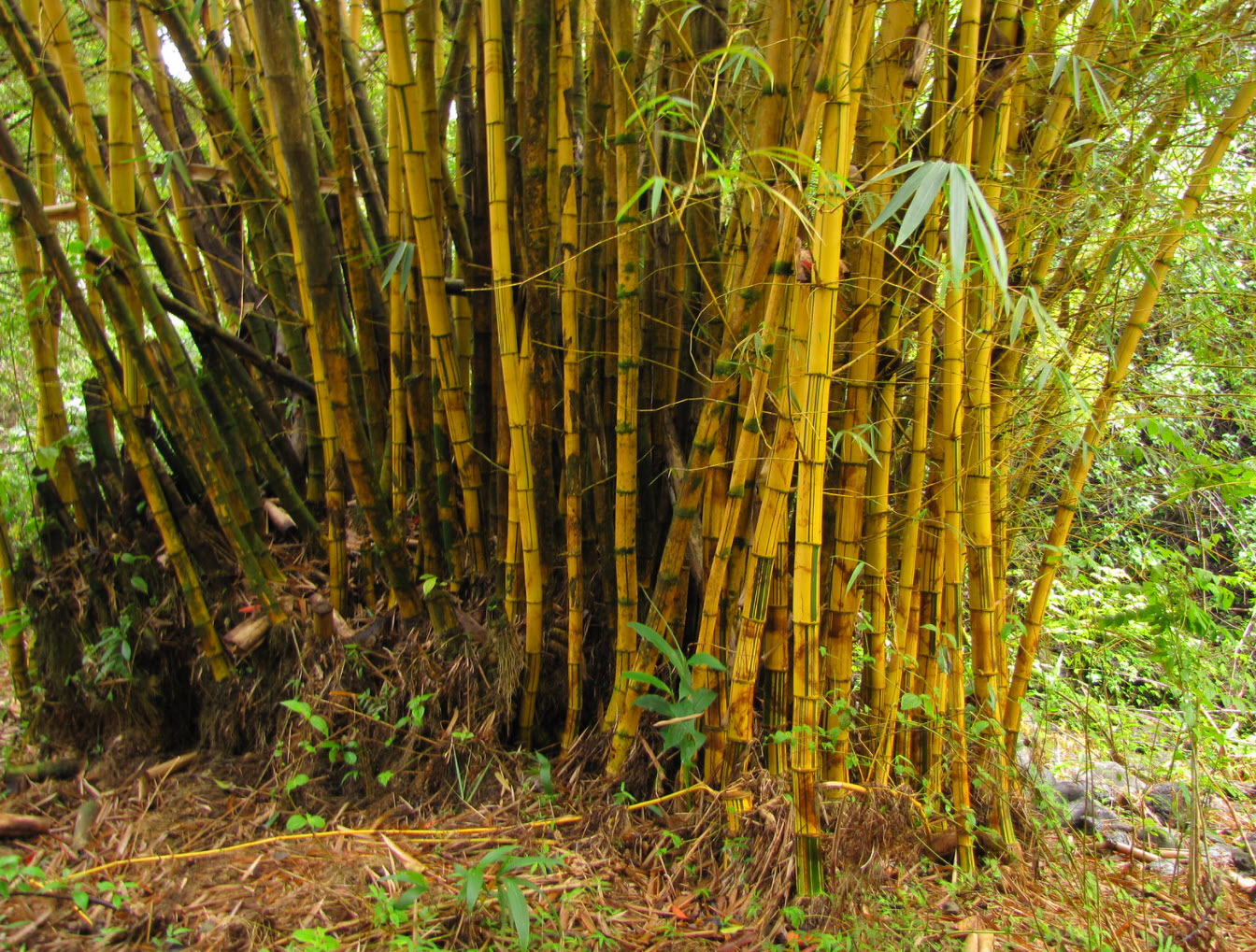 Bambusa vulgaris 'vittata'