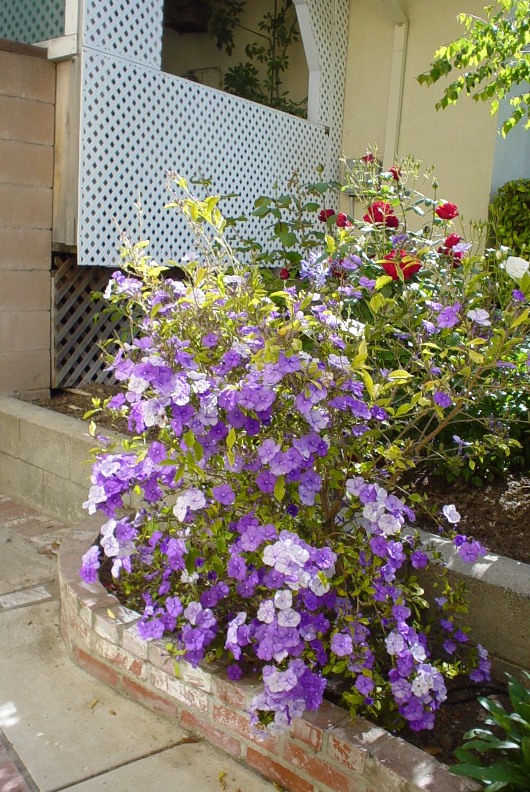 Brunfelsia pauciflora 'Exima' - Yesterday-Today-And-Tommorrow