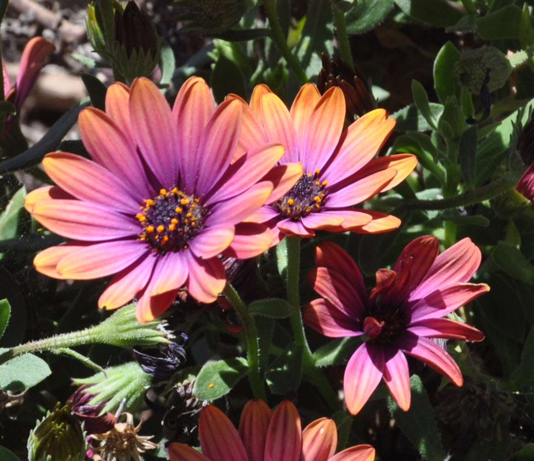 Osteospermum fruticosum 'Zion Copper Amethyst' - Orange Symphony