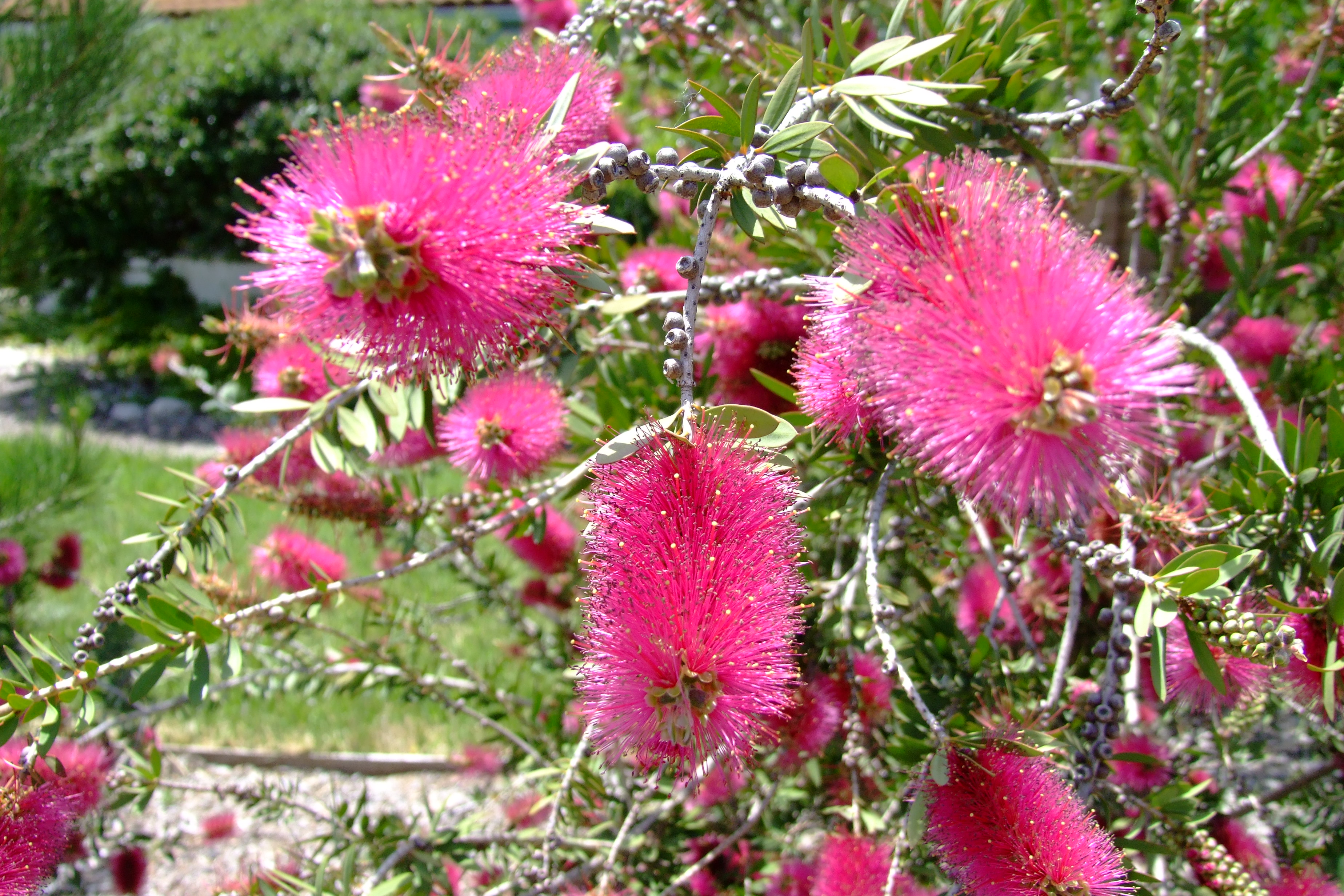 Purple Bottlebrush (Callistemon rugulosus 'Violaceus') 