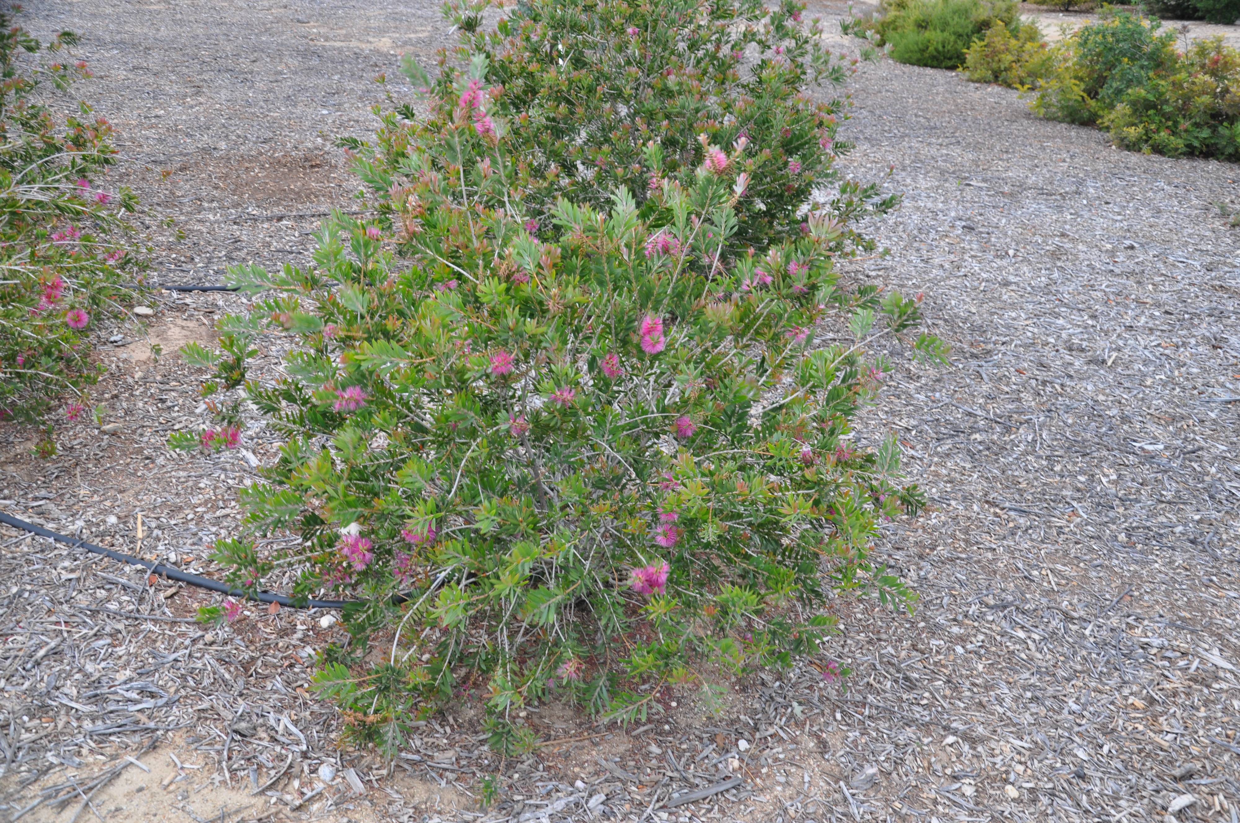 Purple Bottlebrush (Callistemon rugulosus 'Violaceus') 