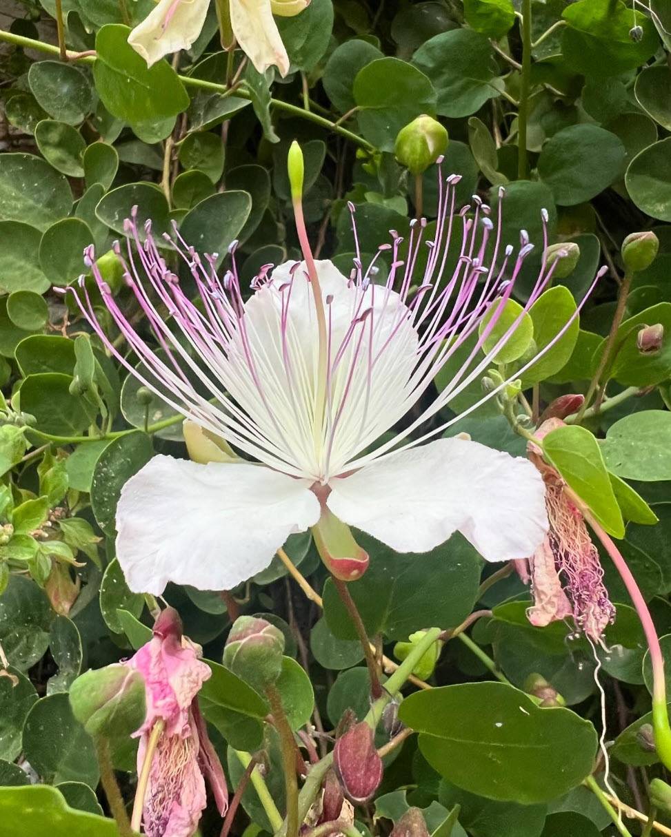 Capparis spinosa - Caper Bush | PlantMaster