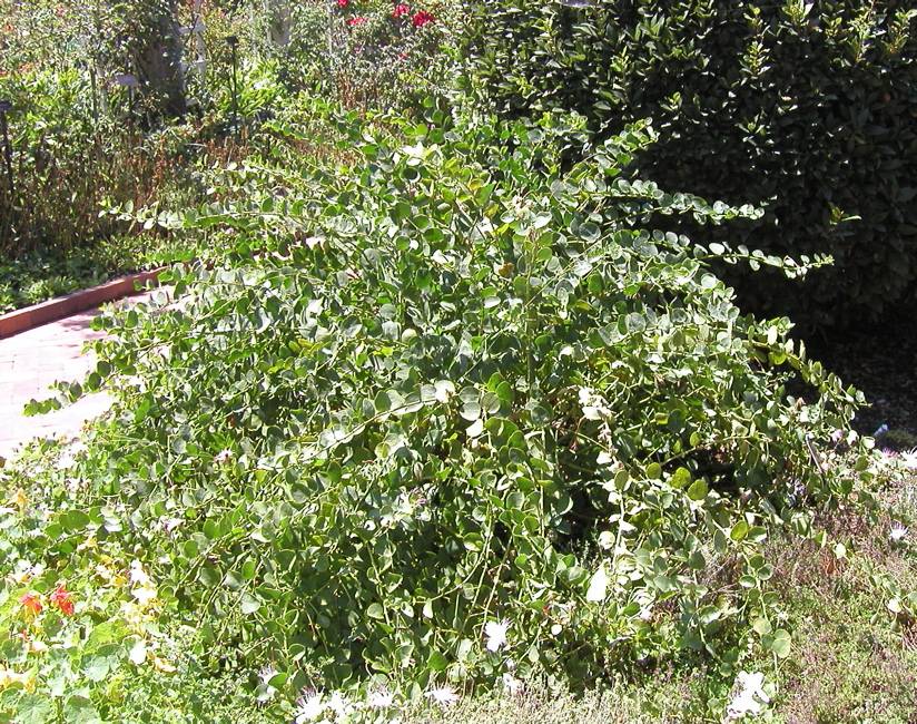 all purpose food plant Flourish Organic All-Purpose Plant Food (5 Packets)  Wellspring Gardens
