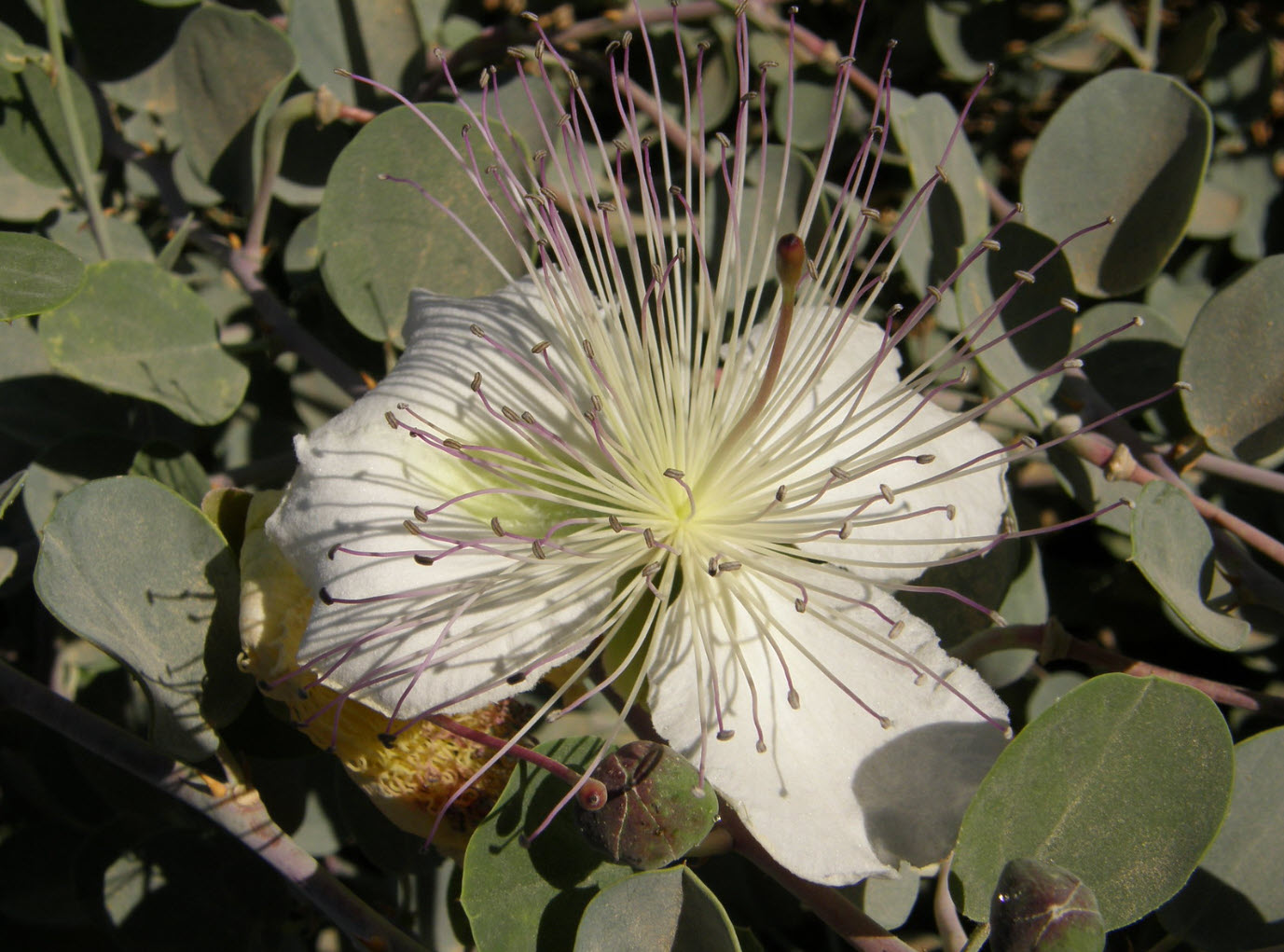 Capparis spinosa Caper Bush | PlantMaster