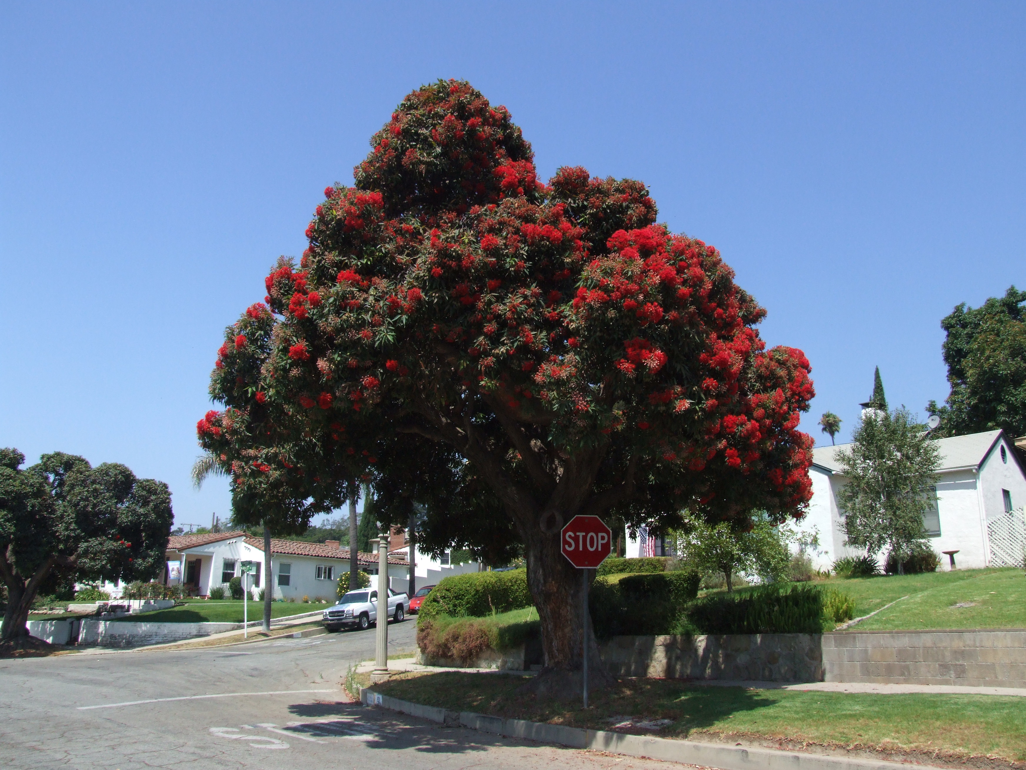 Pasadena Tree of the Month  Corymbia Ficifolia, or Red Flowering Gum –  Pasadena Weekendr