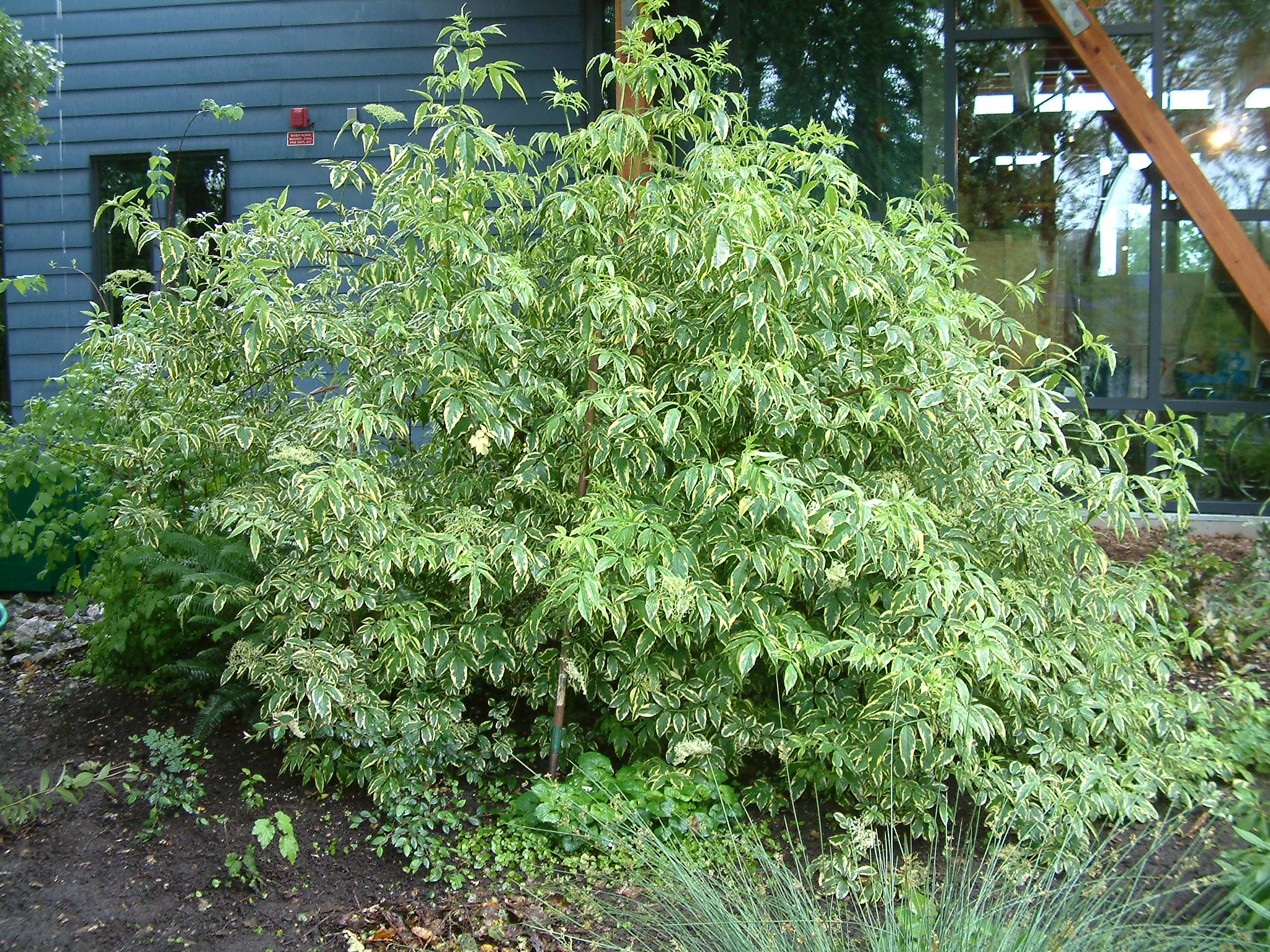 Sambucus nigra 'Aureomarginata' - Variegated Black Elder | PlantMaster