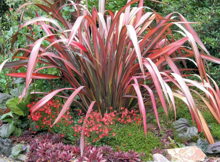 Phormium 'Margaret Jones'