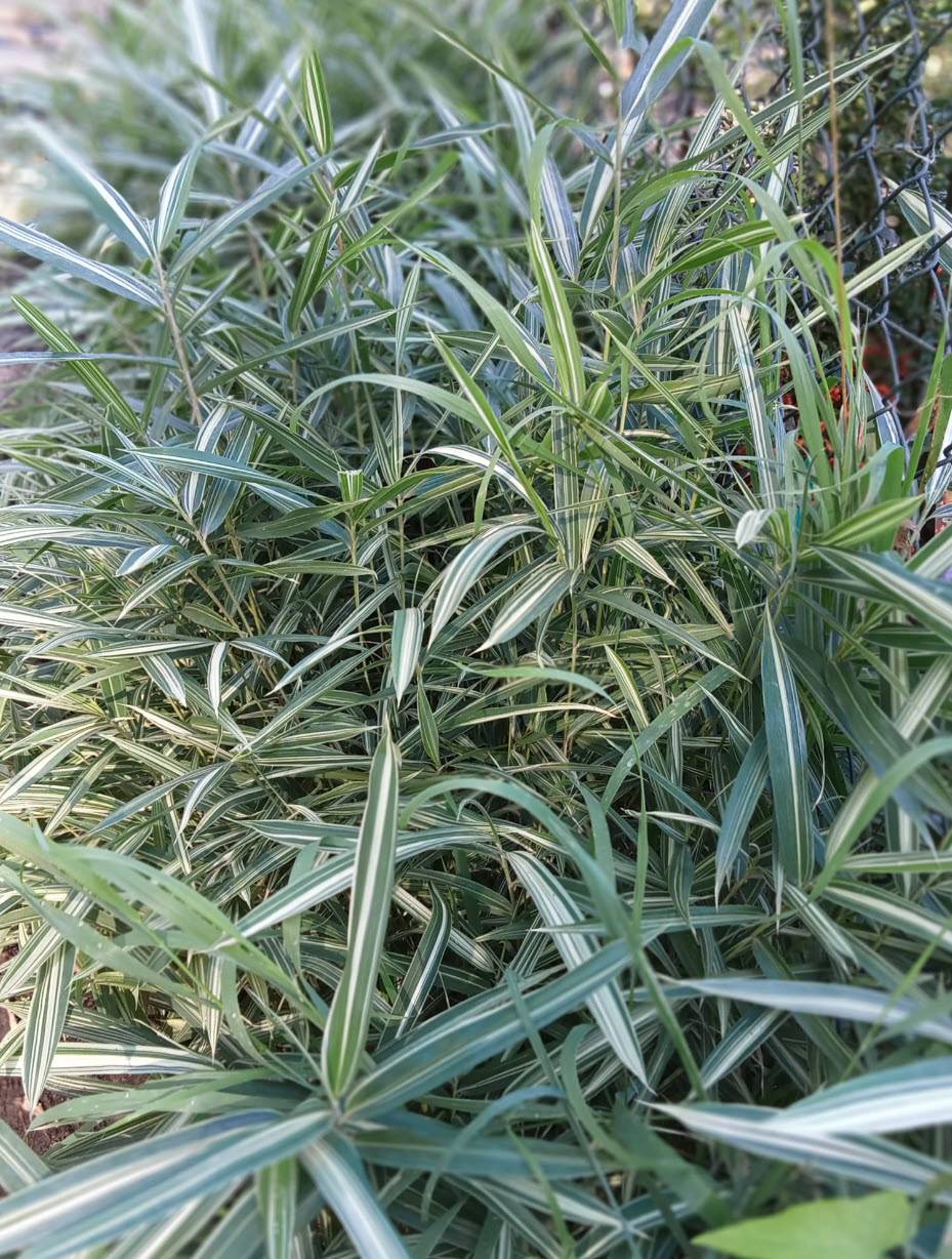 Pleiobastus variegata - Variegated Japanese Bamboo | PlantMaster