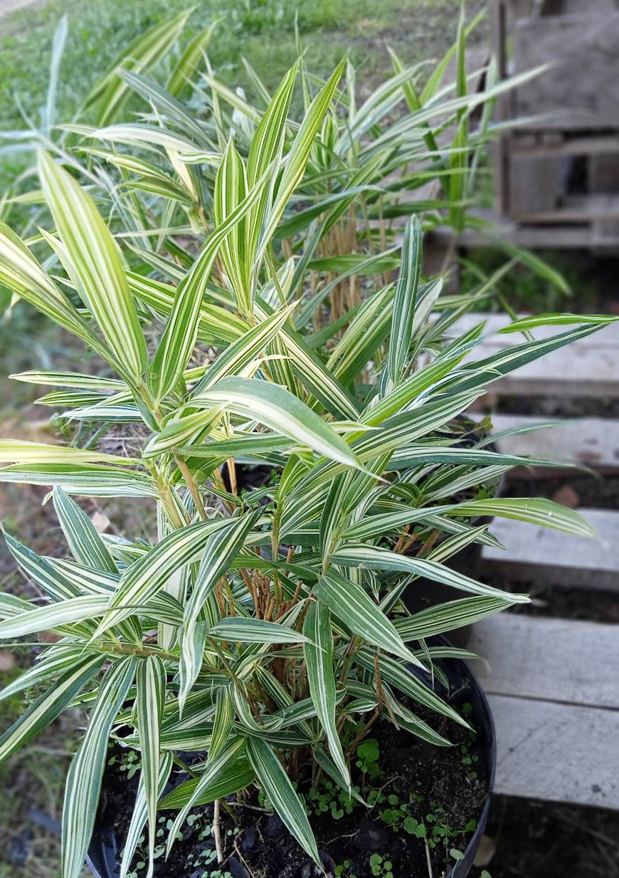 Pleiobastus variegata - Variegated Japanese Bamboo | PlantMaster