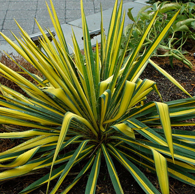 Yucca flaccida 'Color Guard'