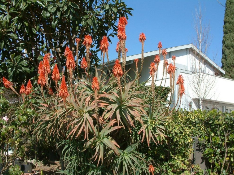 aloe small Real Aloe Vera Plant: Easy Succulent to Grow – (3.5” Pot) – Drought To –  Altman Plants
