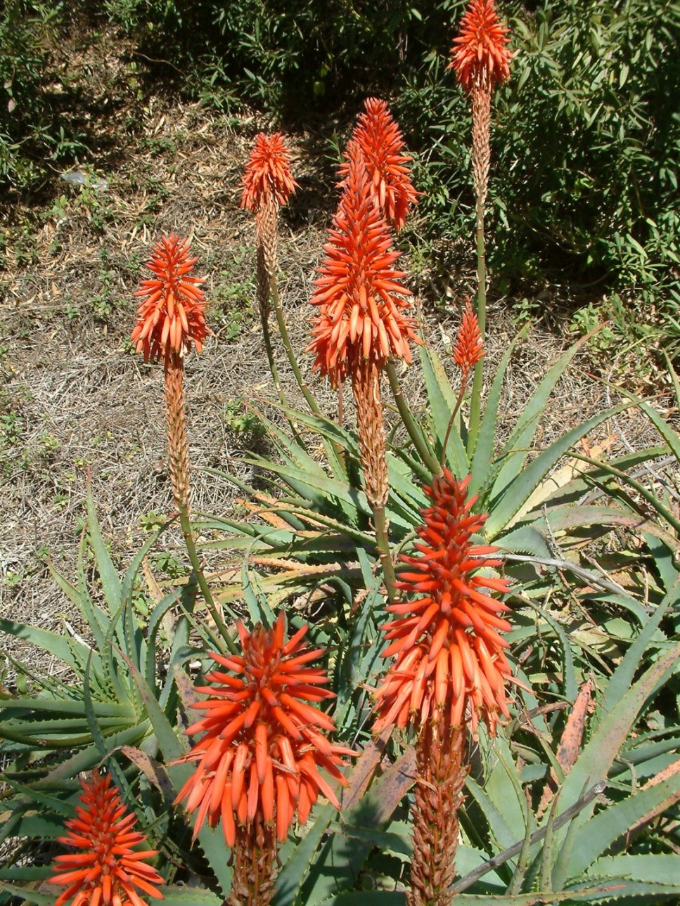 Aloe Arborescens 4630