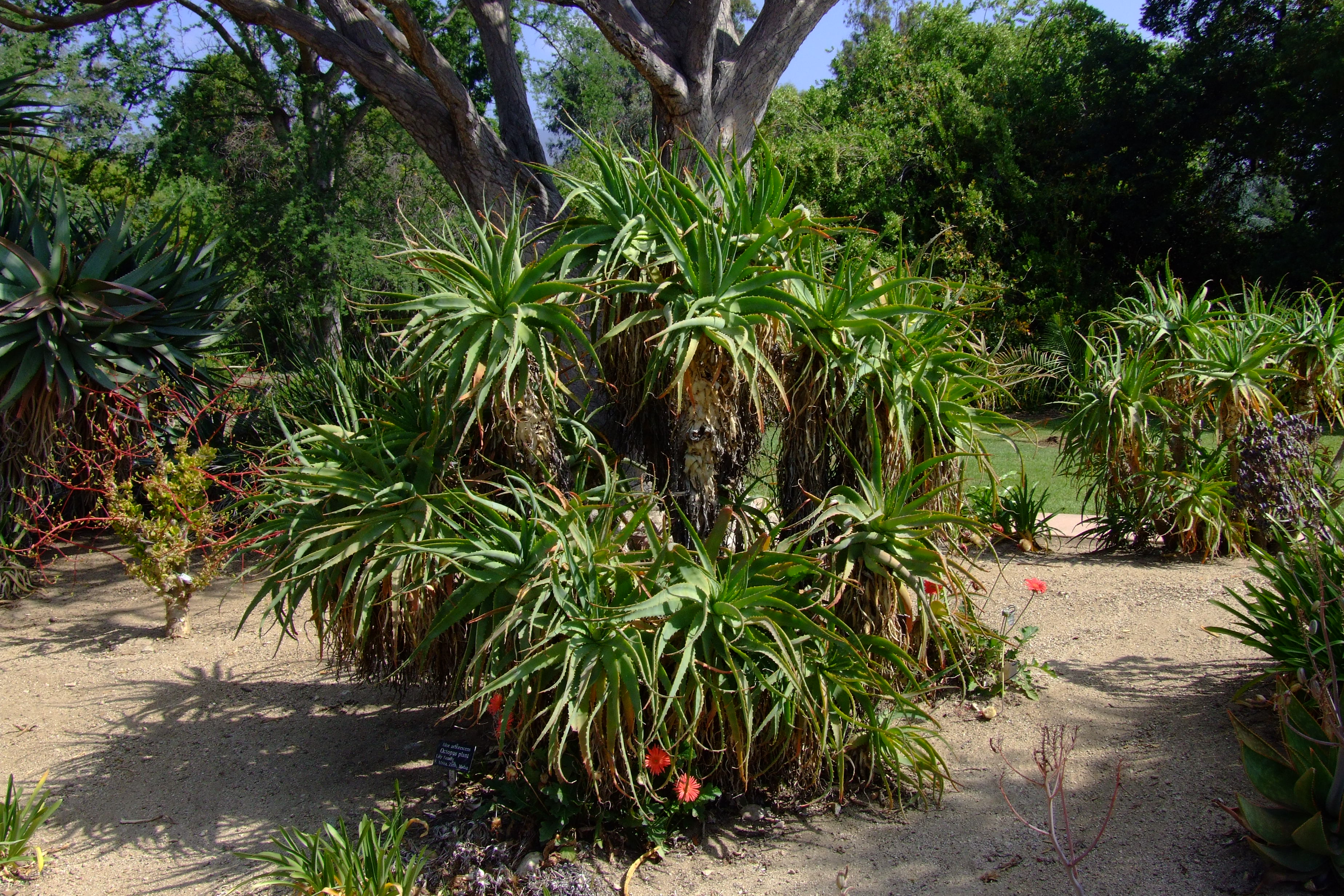 Aloe arborescens - Tree Aloe | PlantMaster