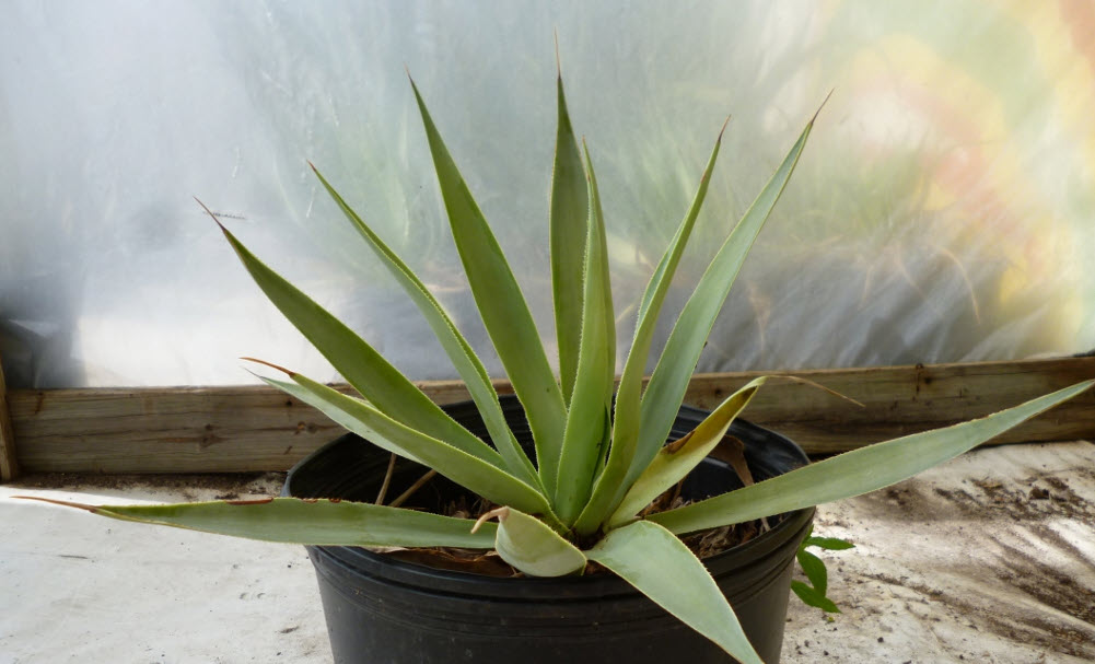 Agave 'San Ysidro Lane' - San Ysidro Lane Agave | PlantMaster