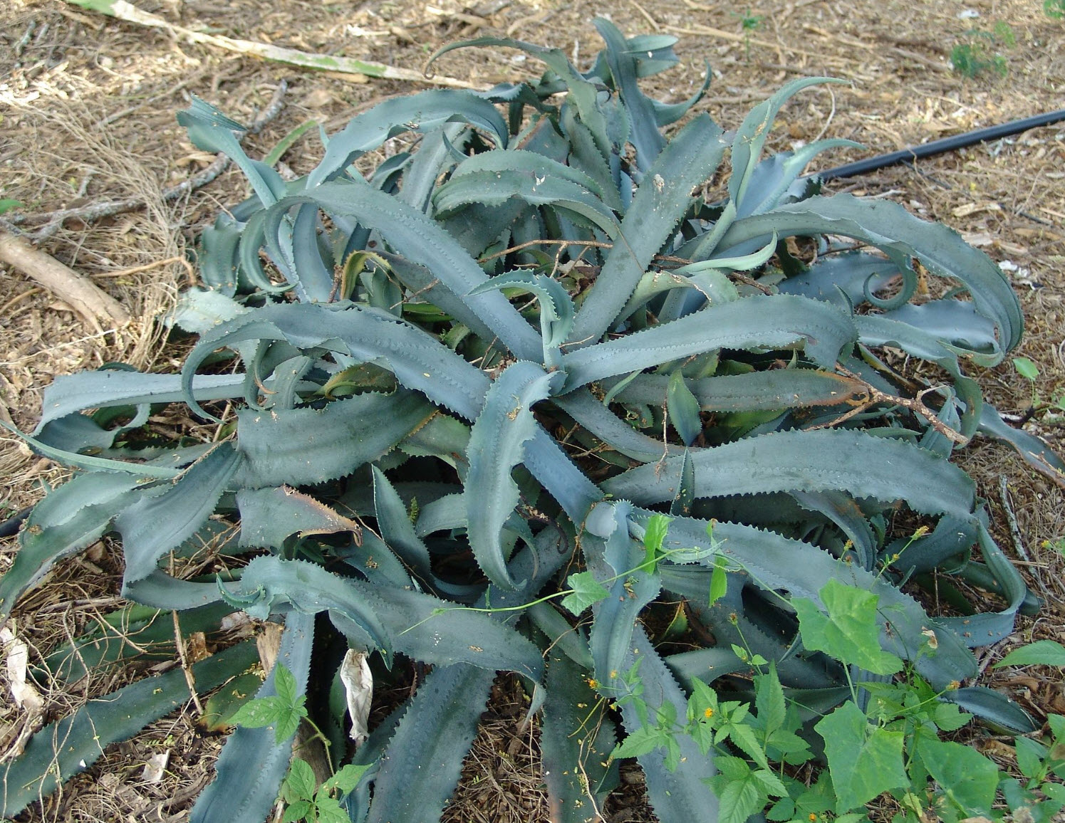 Agave gypsophila - Gypsum Century Plant | PlantMaster