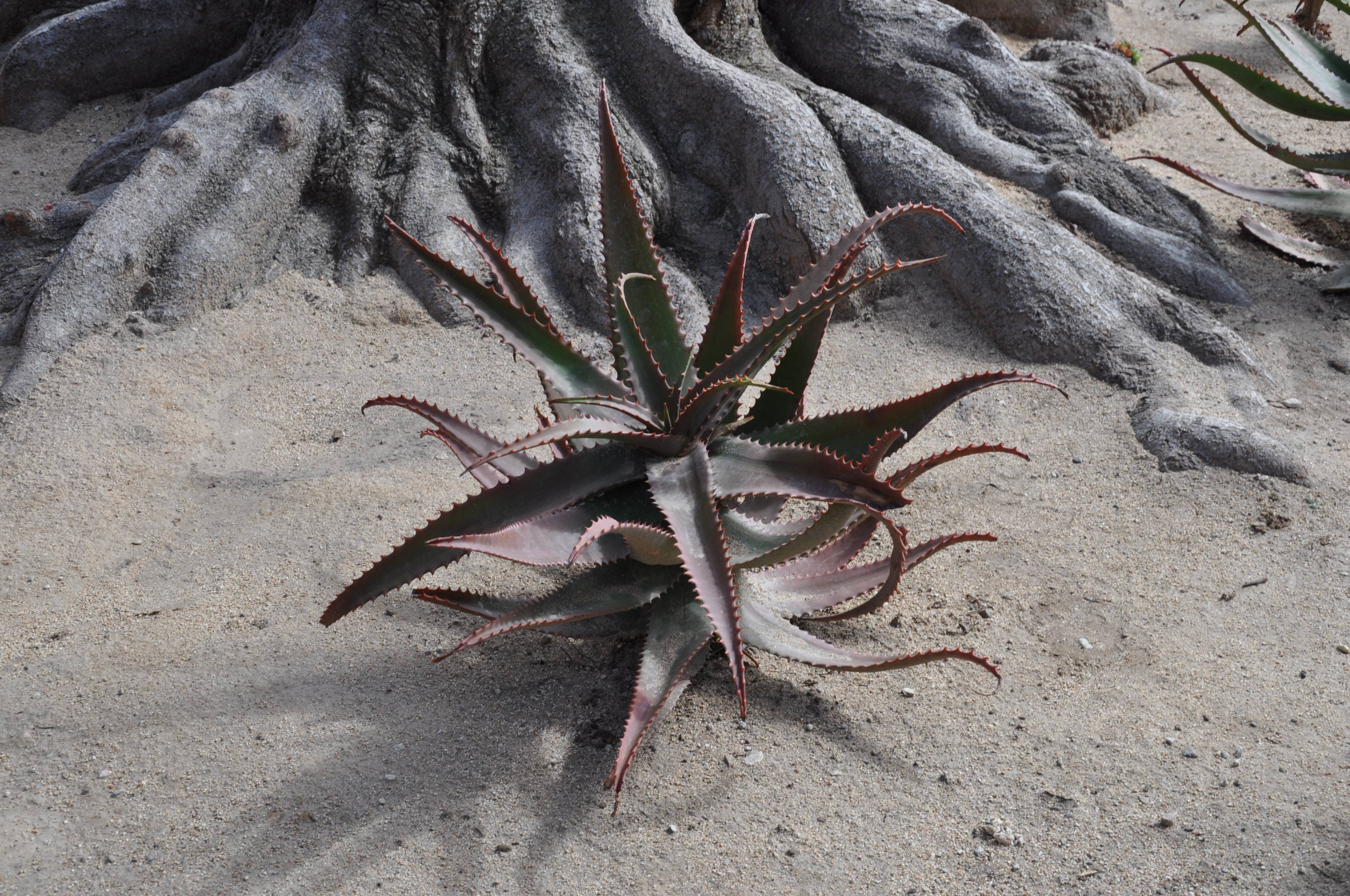 Aloe elgonica - Mt. Elgon Aloe | PlantMaster