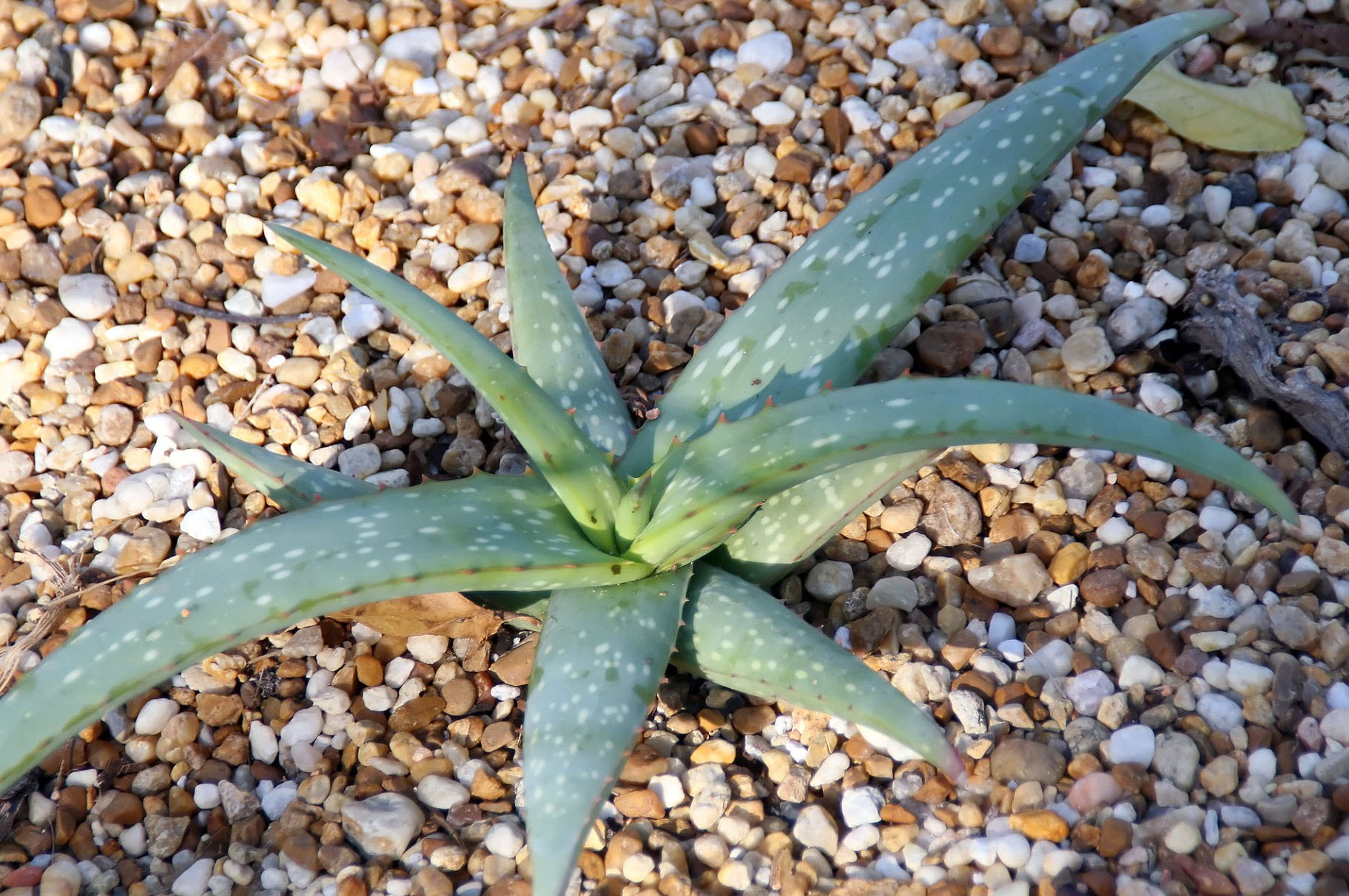 before after aloe vera gel for face Aloe Vera Gel