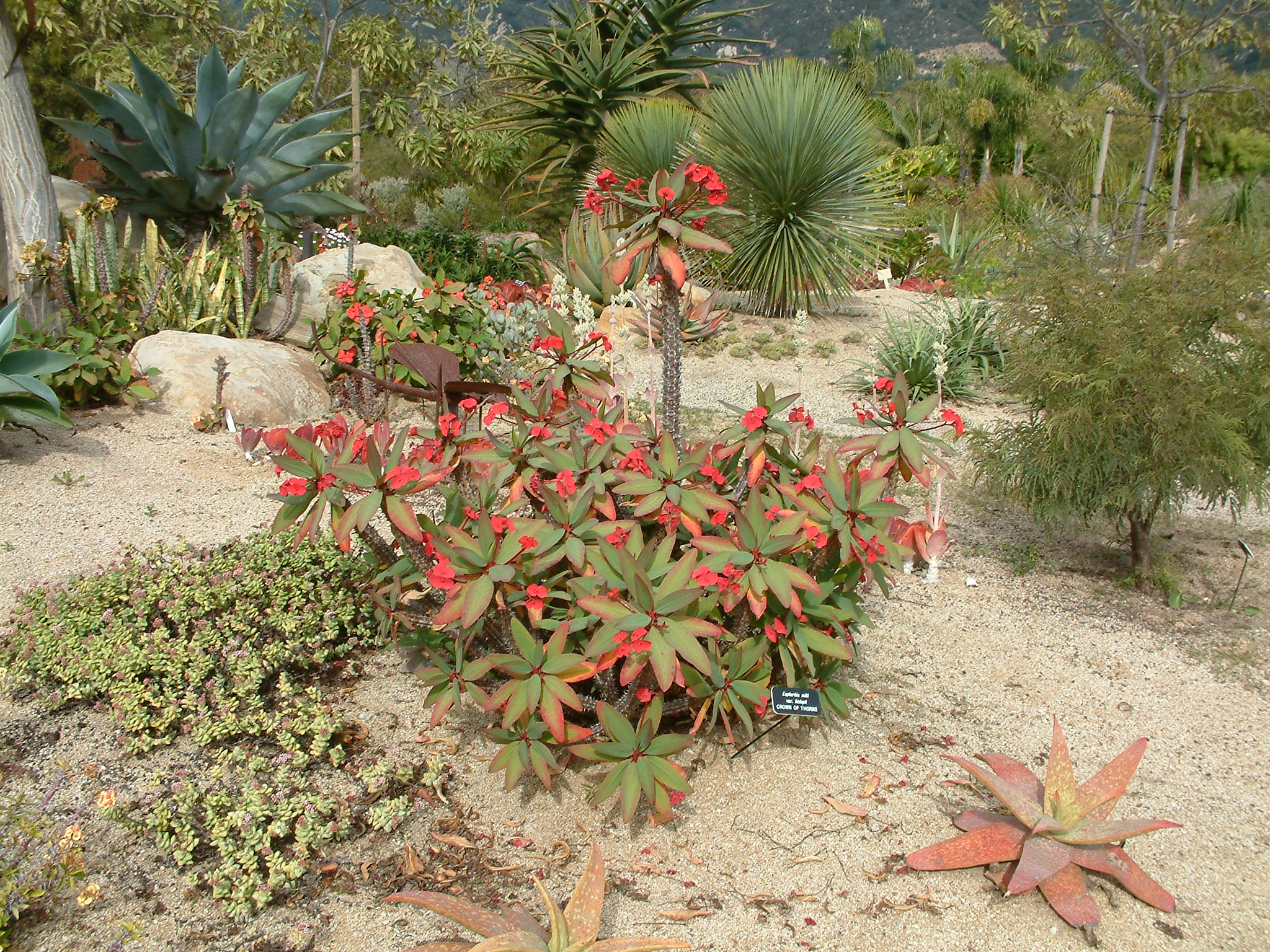 （◎＿◎；）★ Euphorbia milii v. rossii ★ユーフォルビア★★★C★ ◎＿◎；）☆ Euphorbia milii v. rossii ☆ユーフォルビア