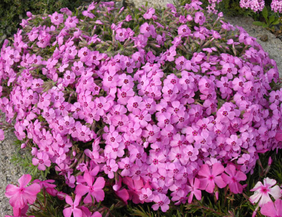 Phlox subulata