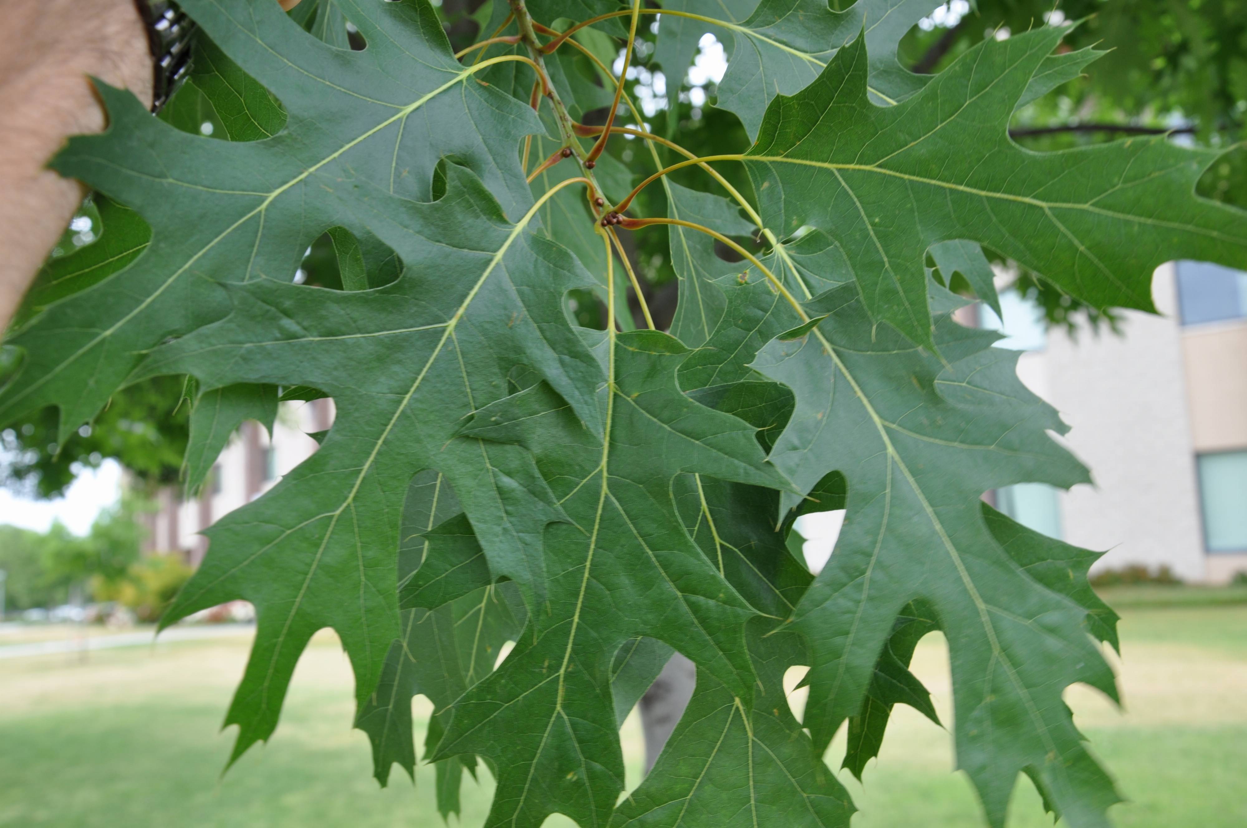 quercus kelloggii