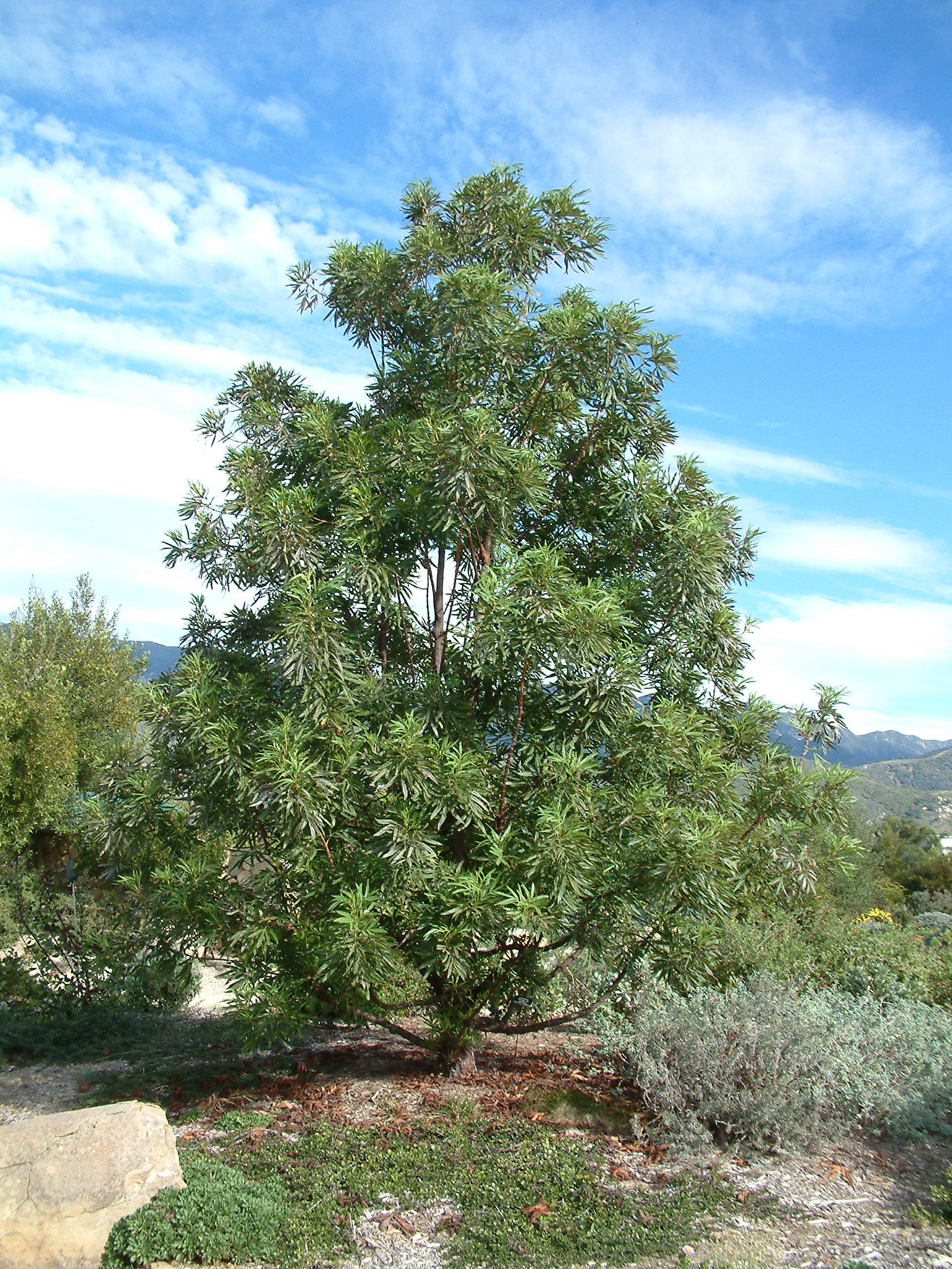 Lyonothamnus floribundus asplenifolius Fernleaf Catalina