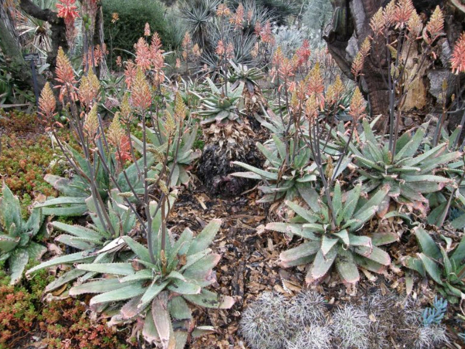 Aloe fosterii - Large Spotted Aloe | PlantMaster