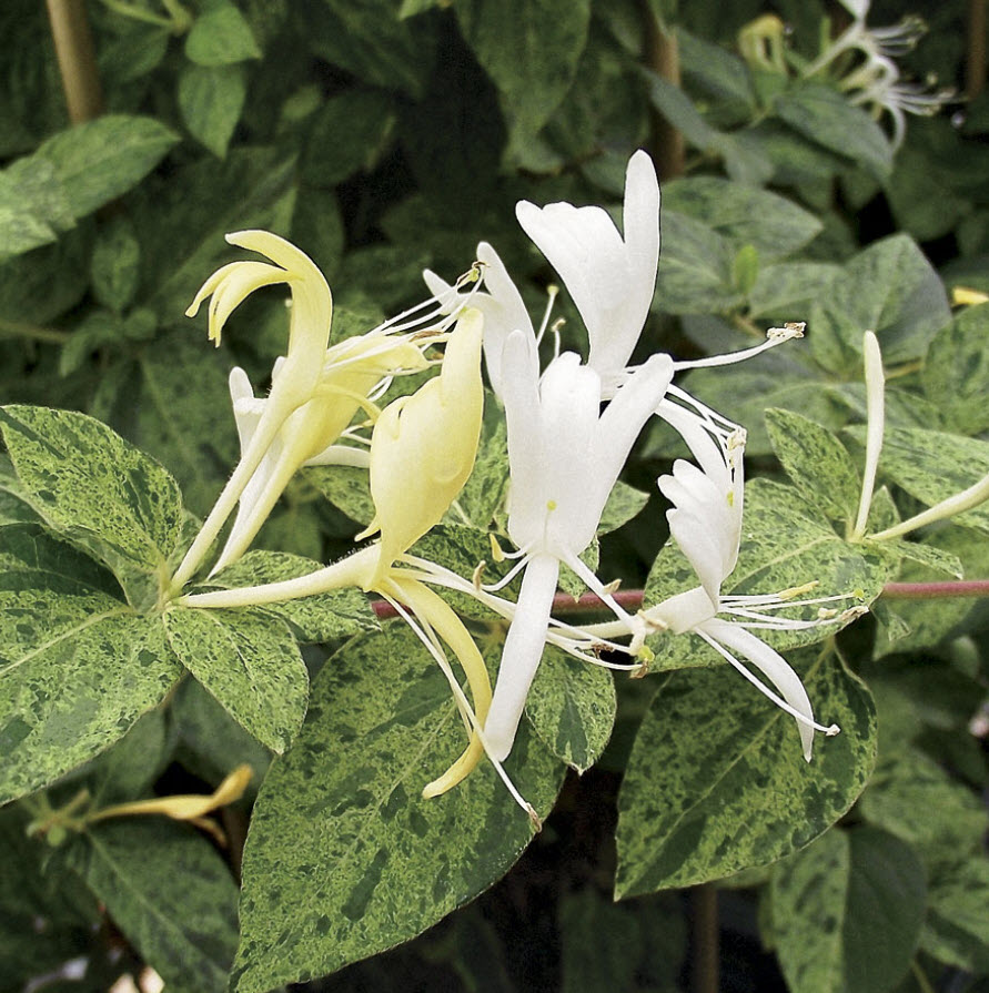 Lonicera japonica 'Mint Crisp' - Japanese Honeysuckle | PlantMaster