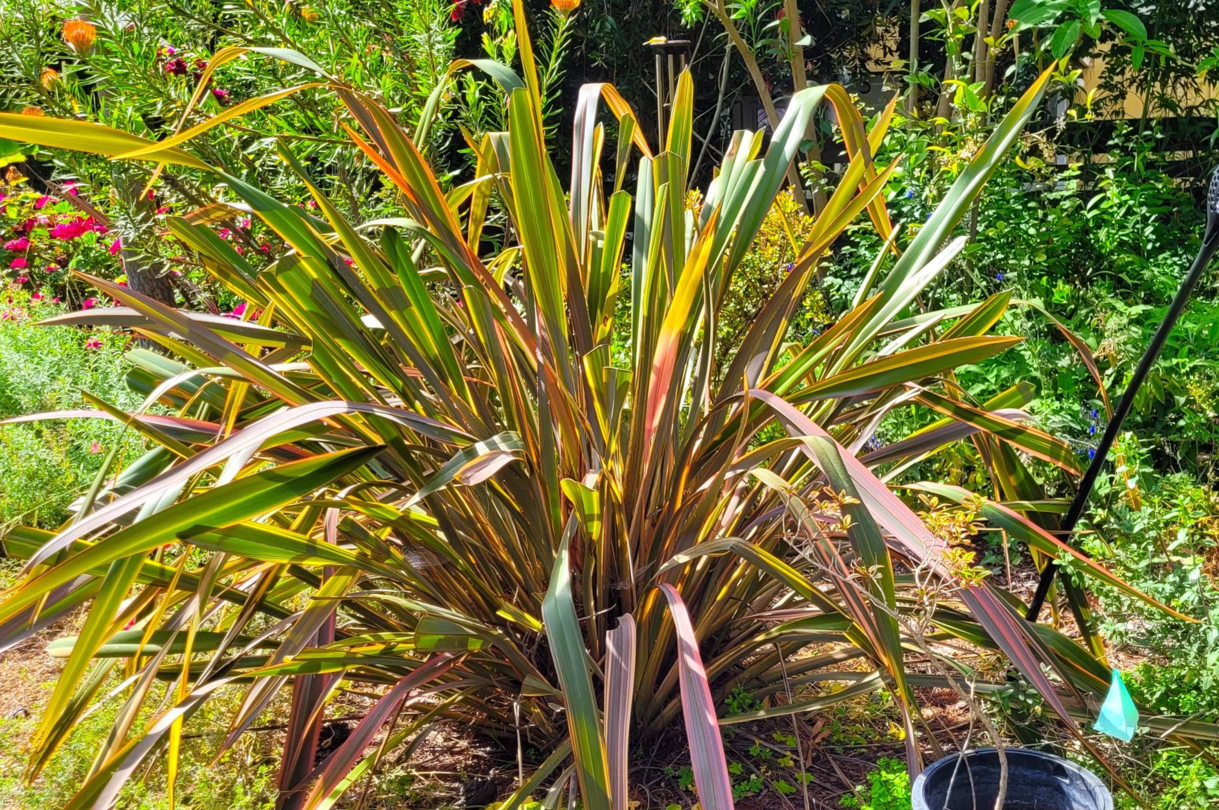 braided plant Dracaena Open Braided Green, Dragon Tree Open Braid Trunk