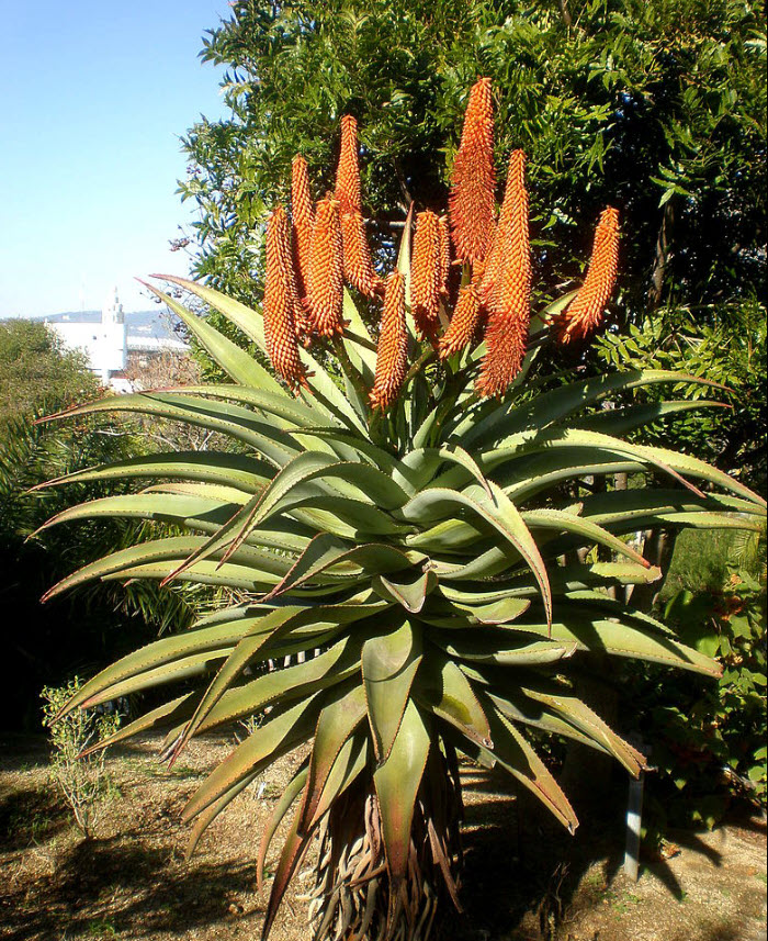 Aloe thraskii - Coast Aloe | PlantMaster
