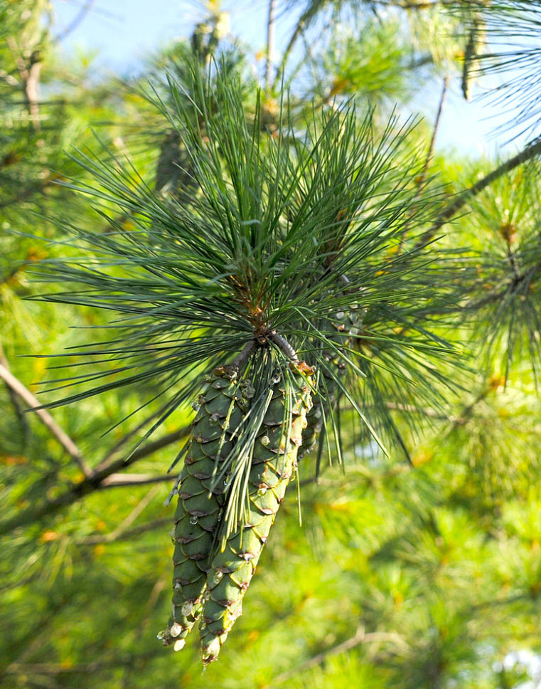 Pinus strobus Los zwergseidenkiefer macopin 40-50cm