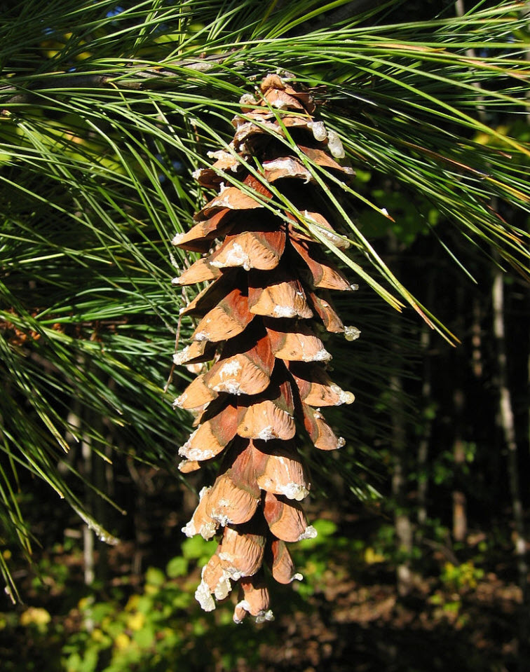 Pinus strobus Los zwergseidenkiefer macopin 40-50cm