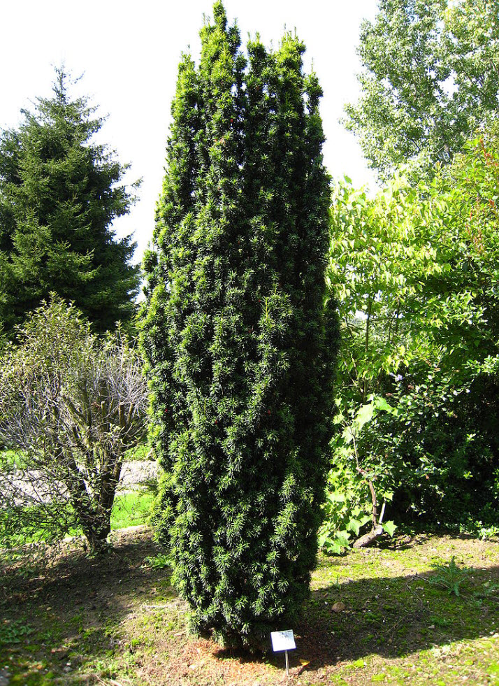 Taxus baccata 'Fastigiata' - Irish Yew | PlantMaster