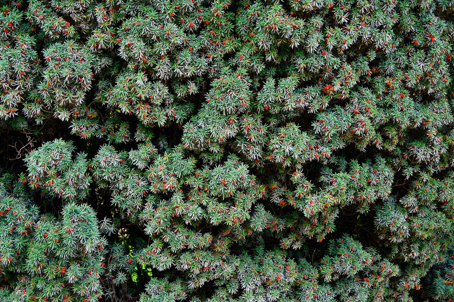 dnger fr thuja Thuja Dnger | perfekt gedngte Koniferen-Pflanzen!
