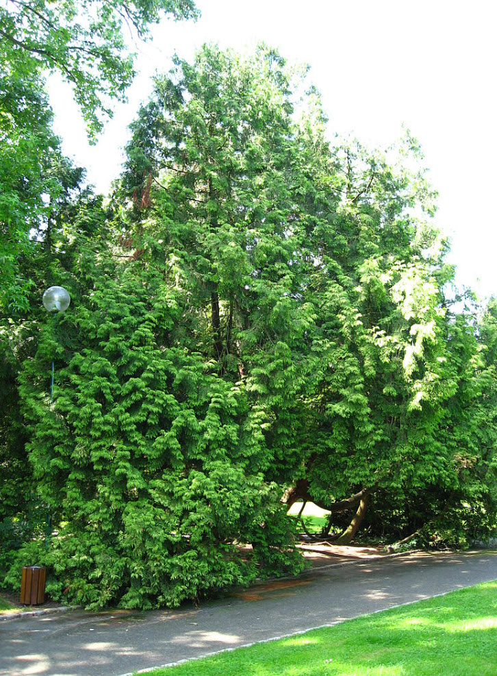 kautschukbaum zimmerpflanze Gummibaum XL | Ficus elastica main image 1