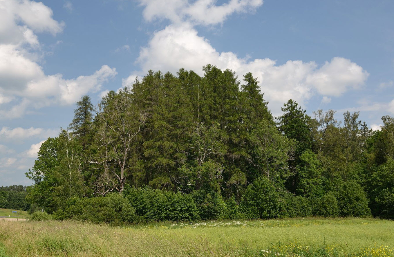 さく　Larix decidura Krejci　唐松 Larix decidua - European Larch | PlantMaster