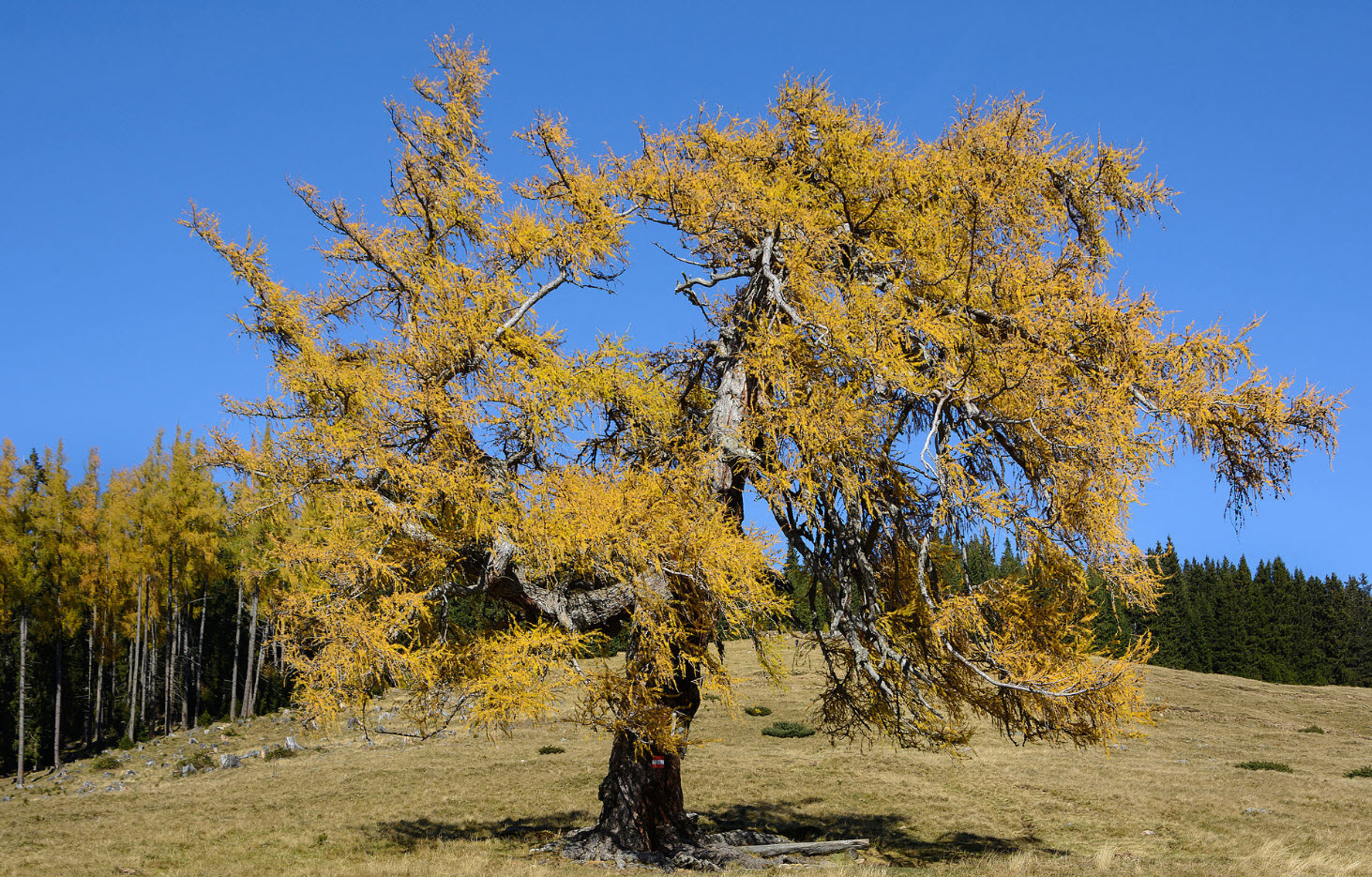 Larix decidua - European Larch | PlantMaster