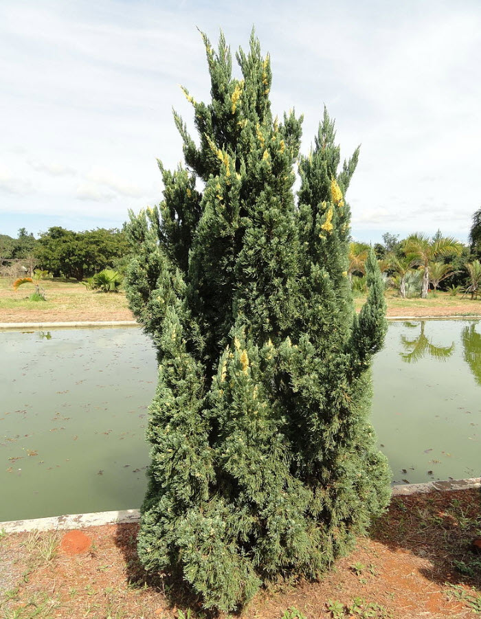 Juniperus chinensis 'Kaizuka Variegata' - Variegated Hollywood Juniper |  PlantMaster