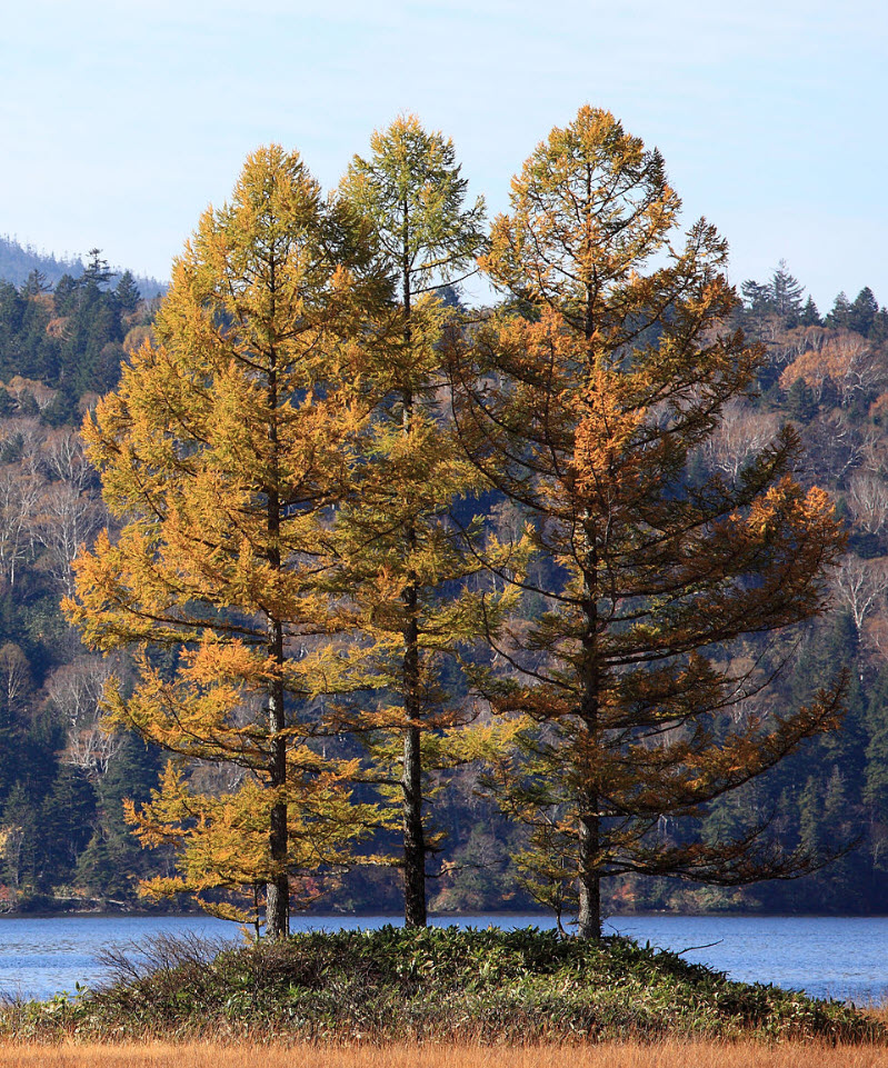 さく　レア　picea abies 唐松 larix kaempferi Larix kaempferi (Japanese Larch)