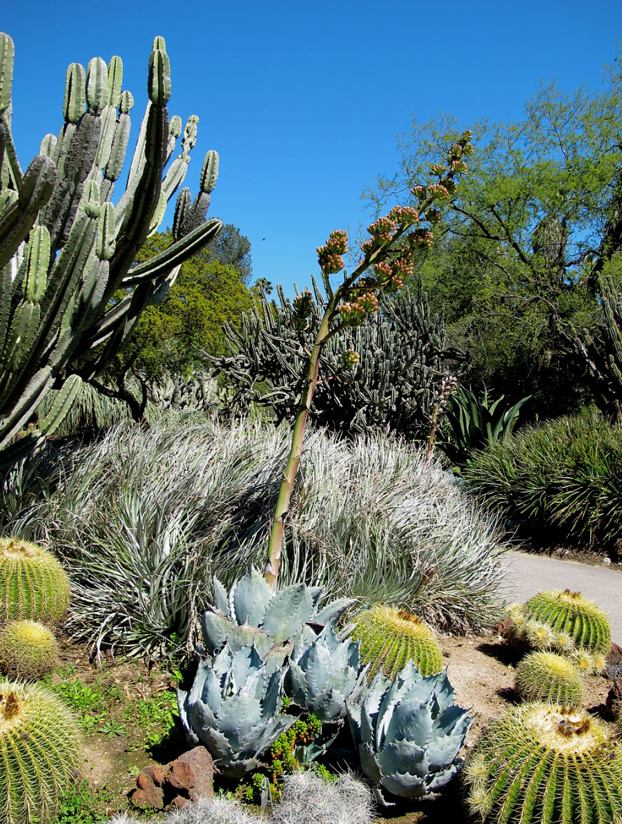 Agave colorata - Parrasana Agave | PlantMaster