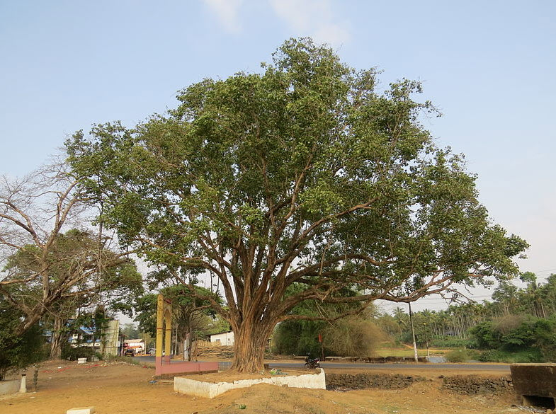 Ficus religiosa - Bodhi Tree | PlantMaster