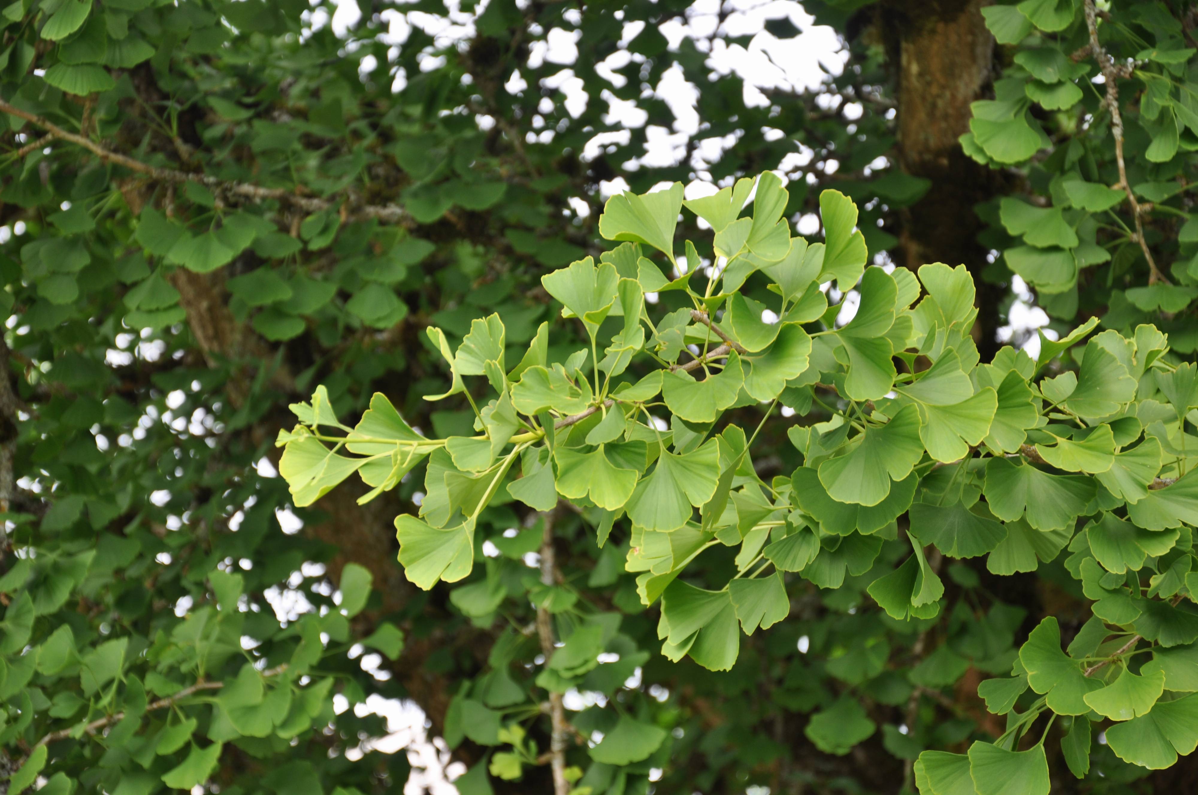 hazelnut plant 5 EUROPEAN HAZELNUT TREE aka Common Filbert Corylus Avellana Fruit Nut Seeds