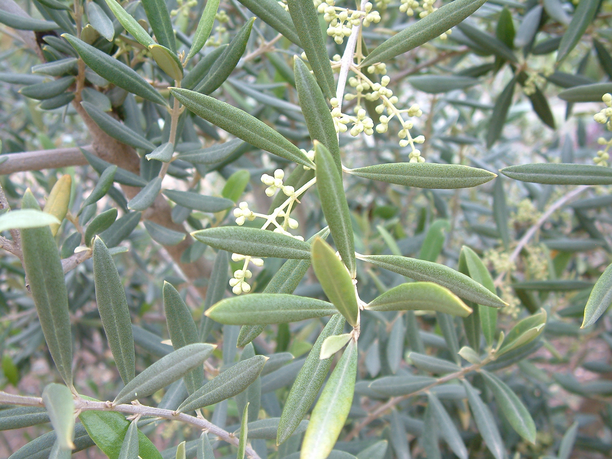 Majestic Beauty® Fruitless Olive, Olea europaea 'Monher', Monrovia