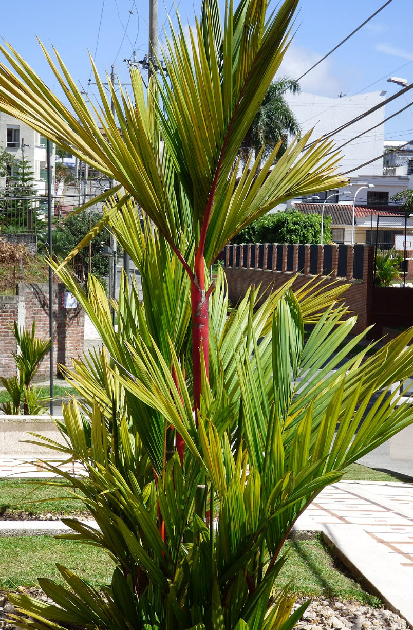 artificial philodendron tree 67in Tall Artificial Philodendron Selloum Potted Plant