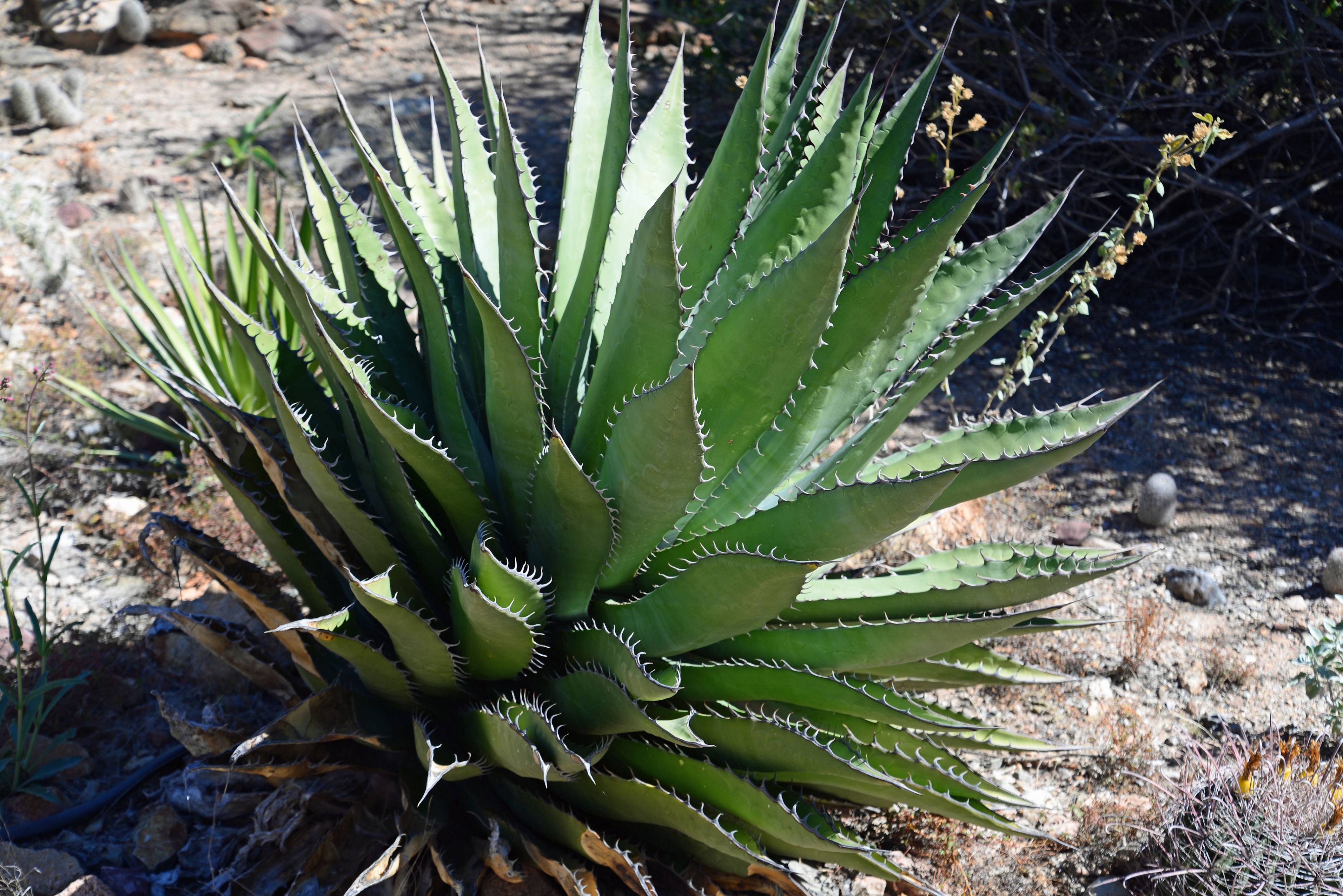 Agave shawii - Shaw's Century Plant | PlantMaster