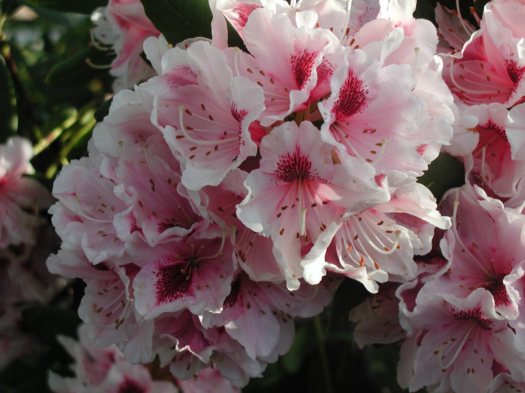 Rhododendron sp. - Rhododendron | PlantMaster